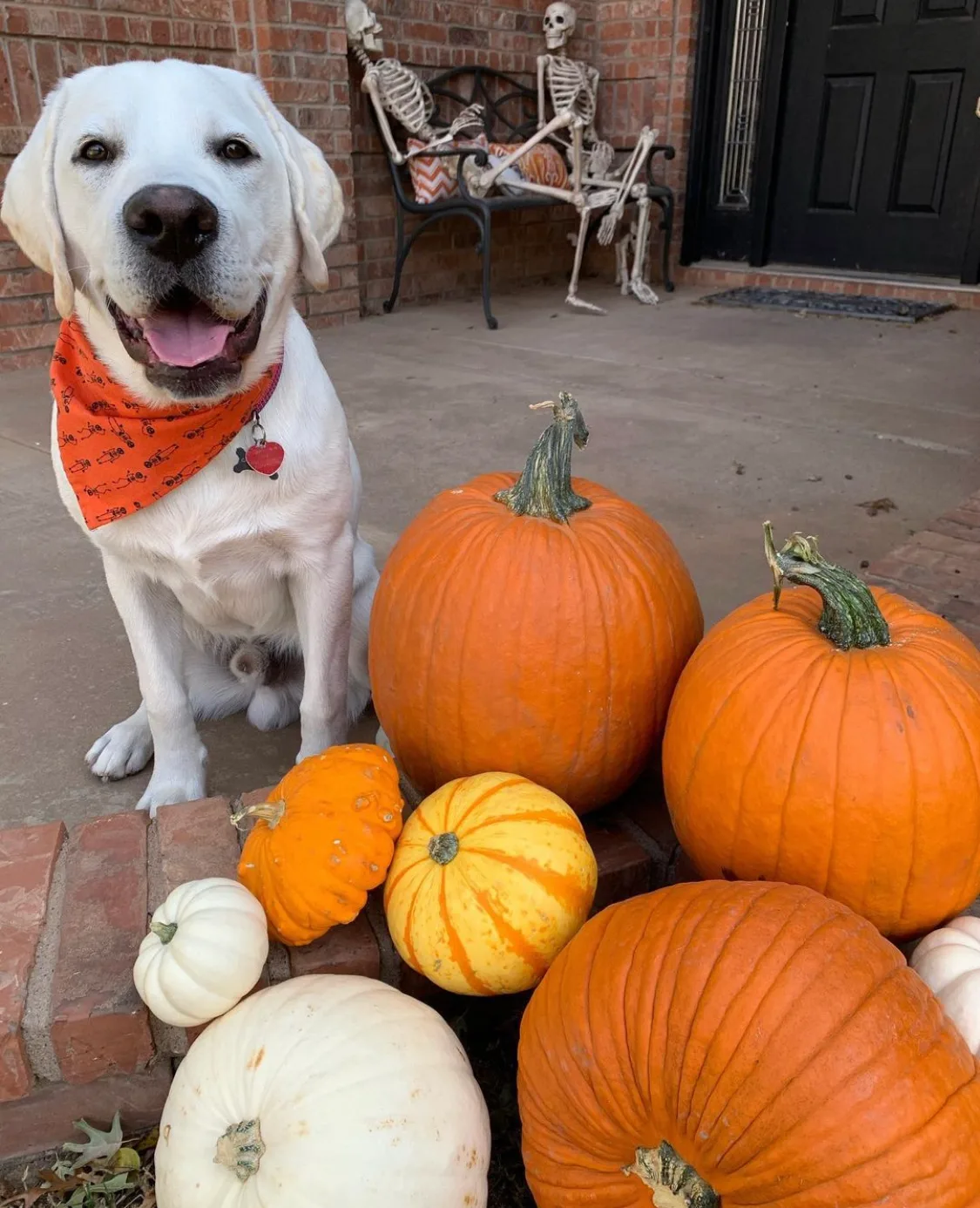 A previous Happiest Labrador puppy at home with their family