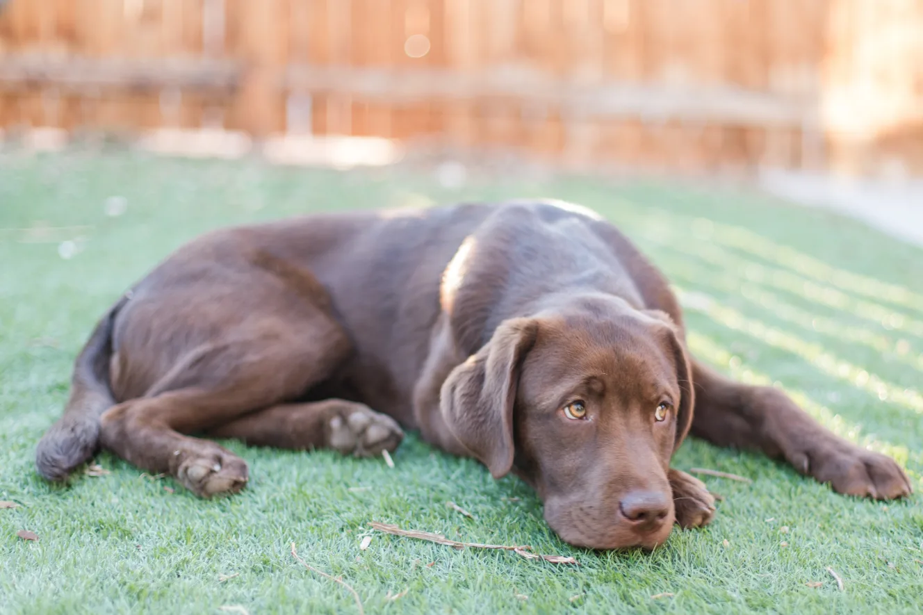 A previous Happiest Labrador puppy at home with their family