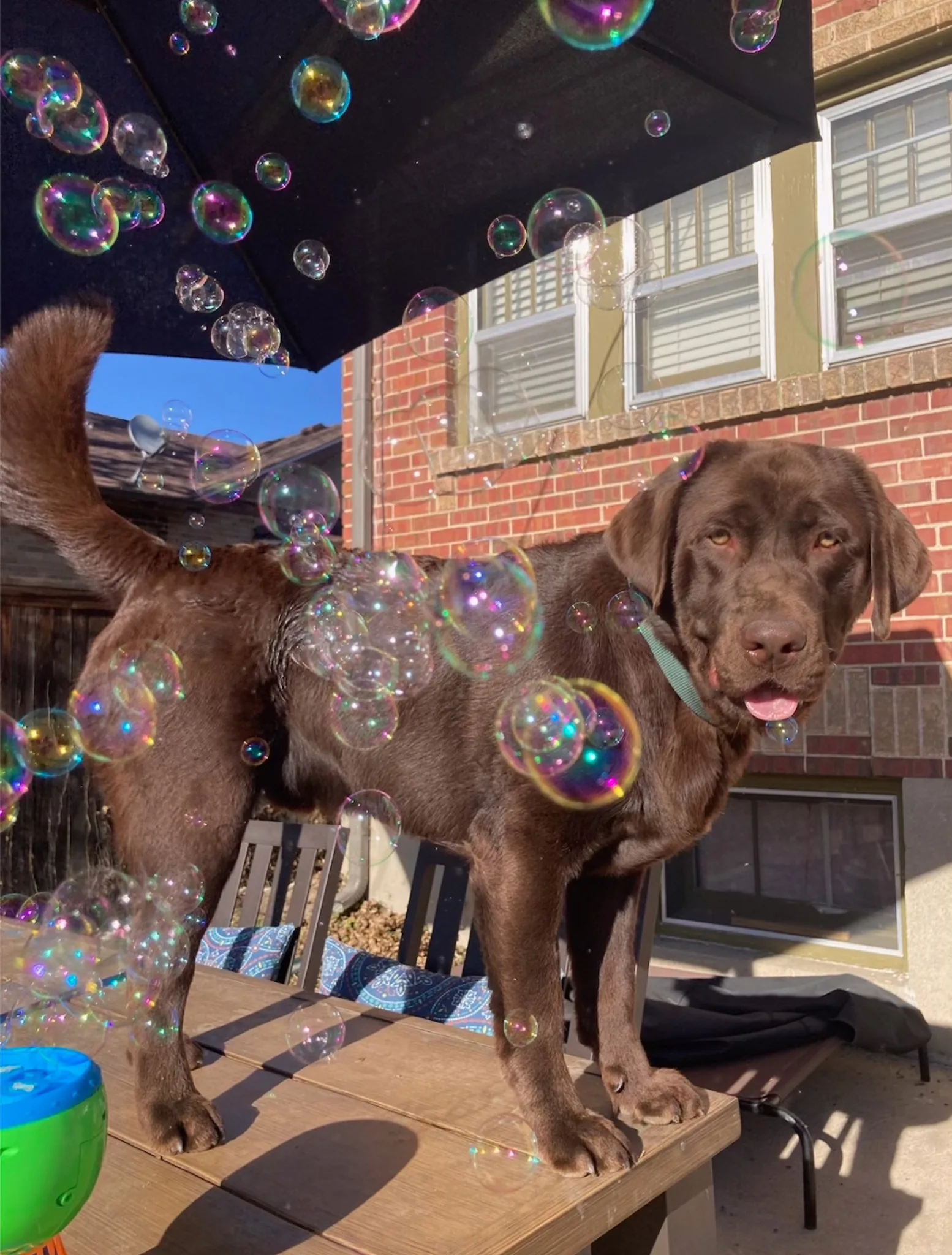 A chocolate Labrador standing on a patio table surrounded by floating rainbow soap bubbles