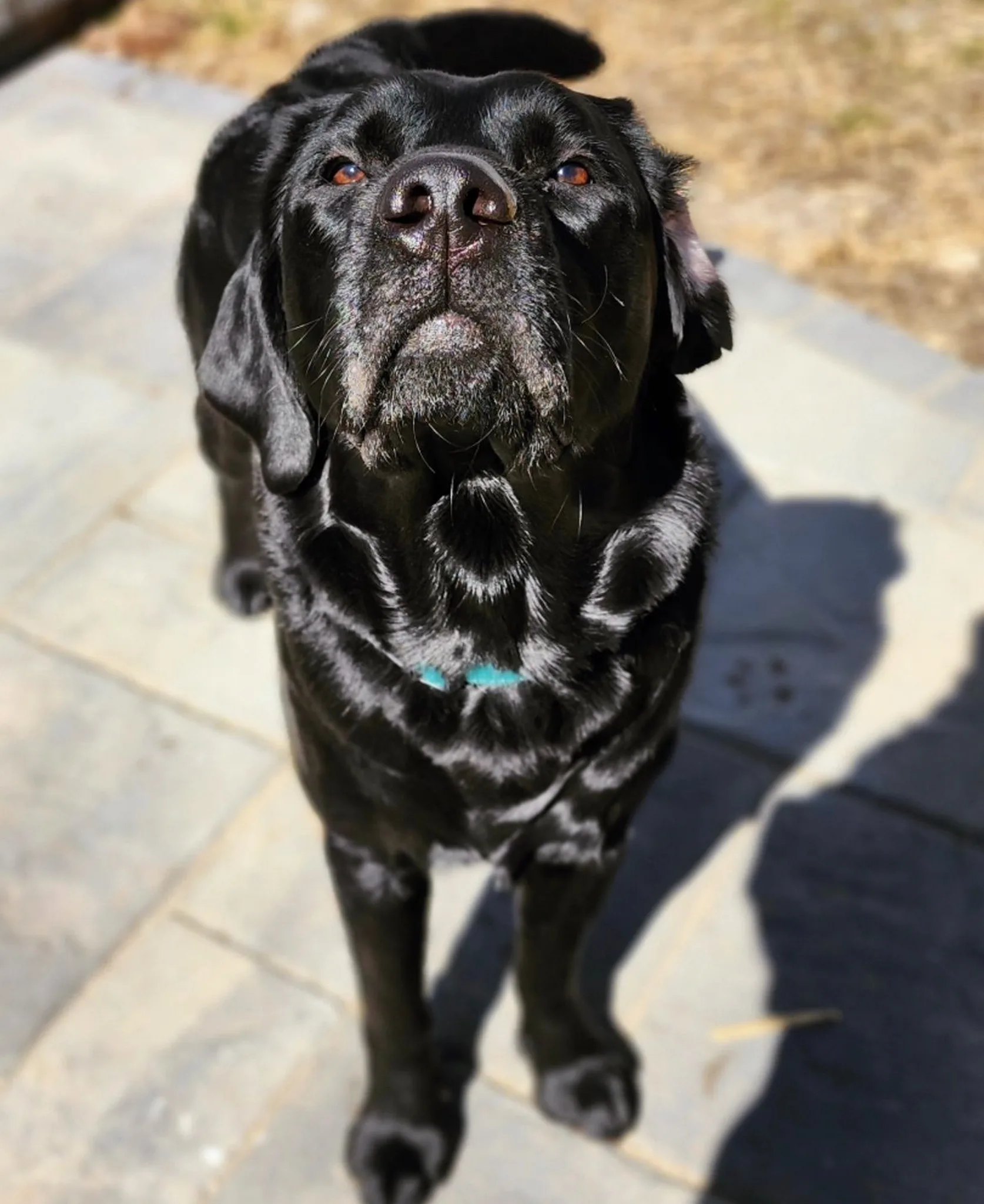 A previous Happiest Labrador puppy at home with their family