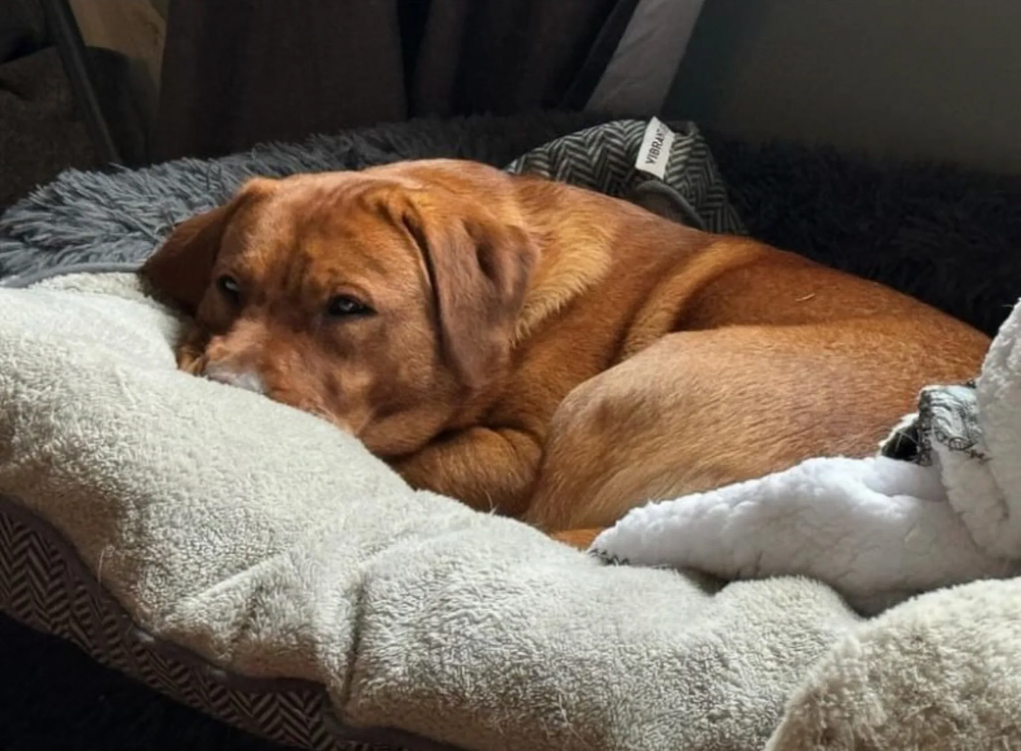 A previous Happiest Labrador puppy at home with their family