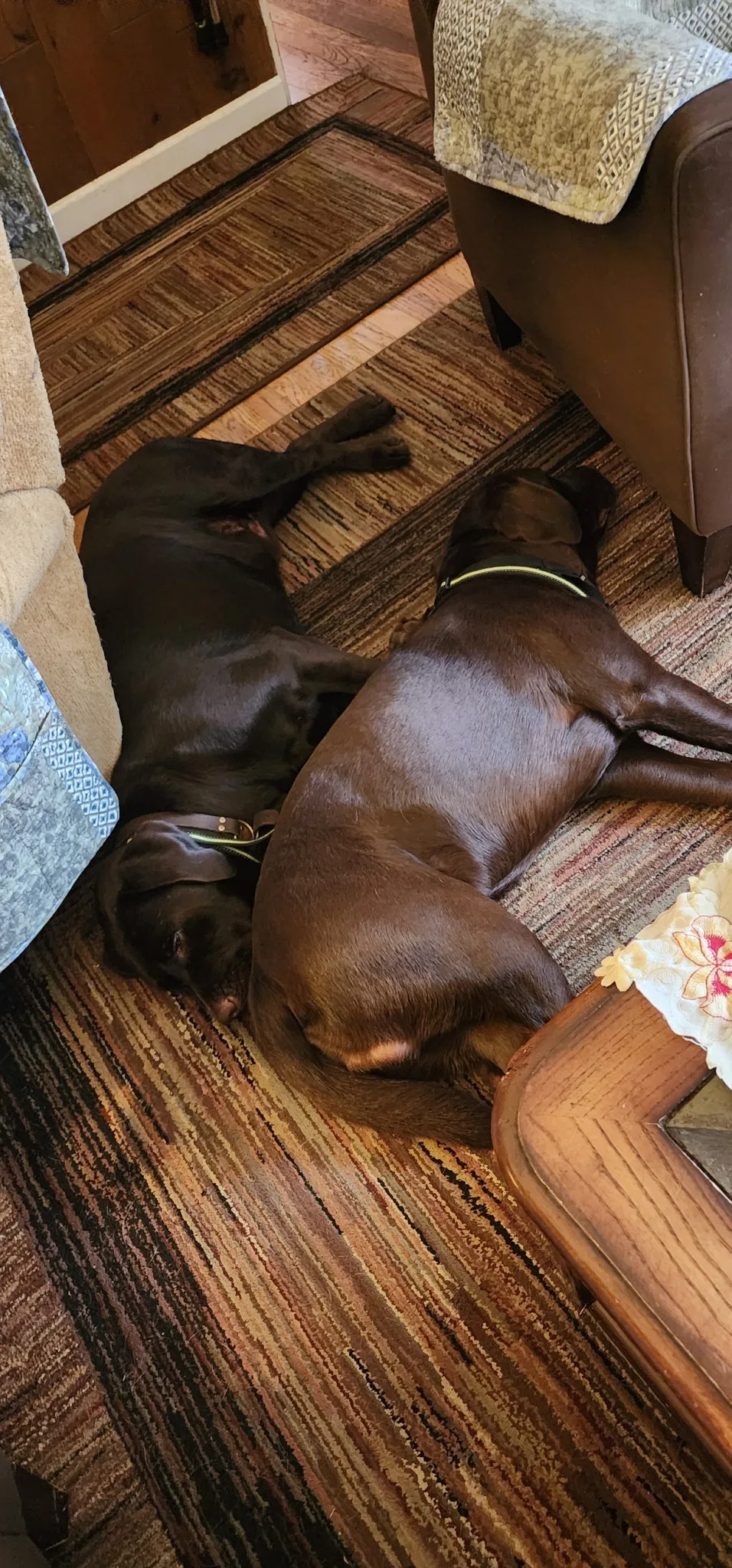 A previous Happiest Labrador puppy at home with their family