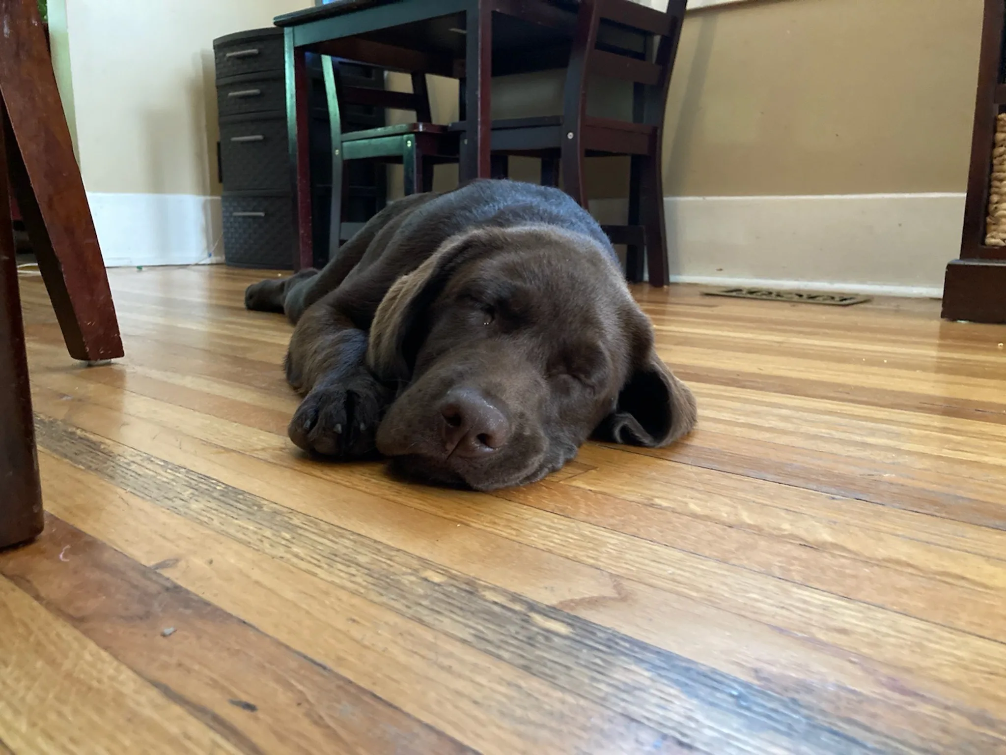 A previous Happiest Labrador puppy at home with their family