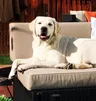 Bentley's Instagram profile picture
