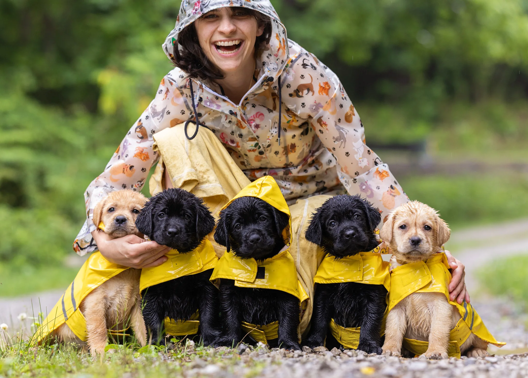 Five Happiest Labrador puppies in yellow raincoats on a rainy walk
