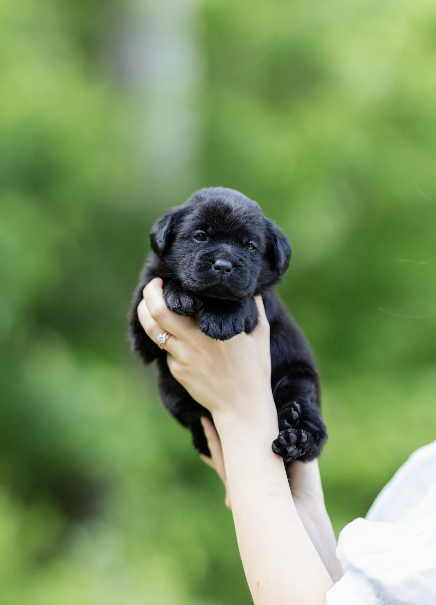 Dior & Rain litter — English Labrador puppy photo 14