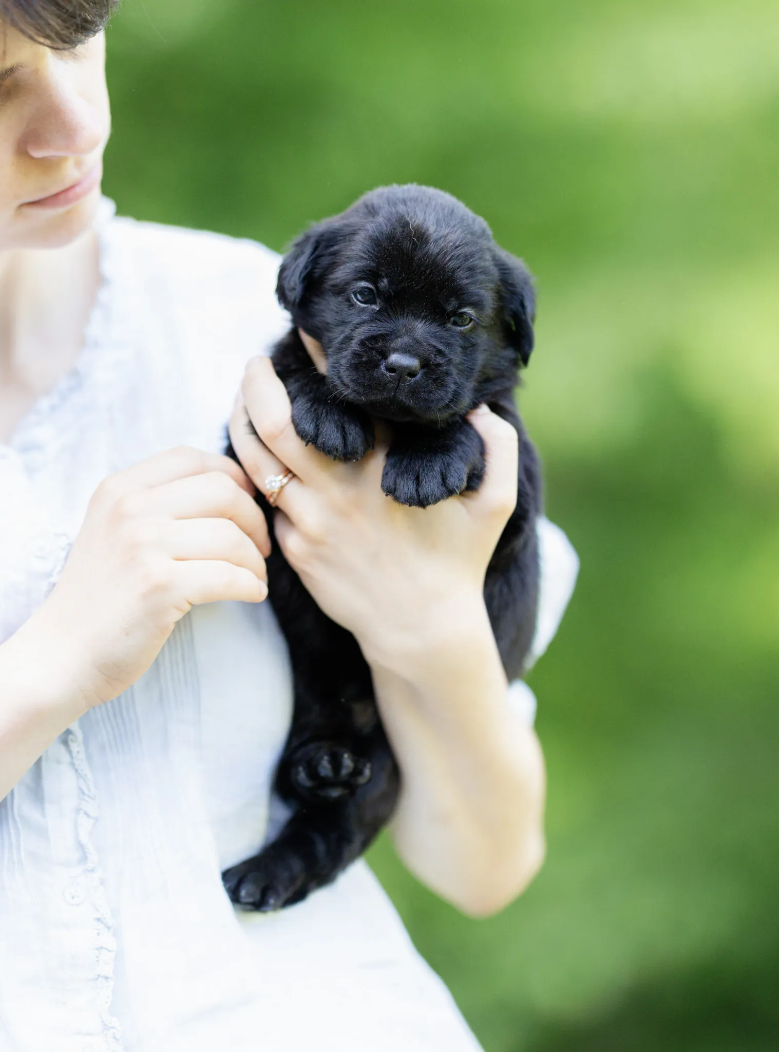 Dior & Rain litter — English Labrador puppy photo 15