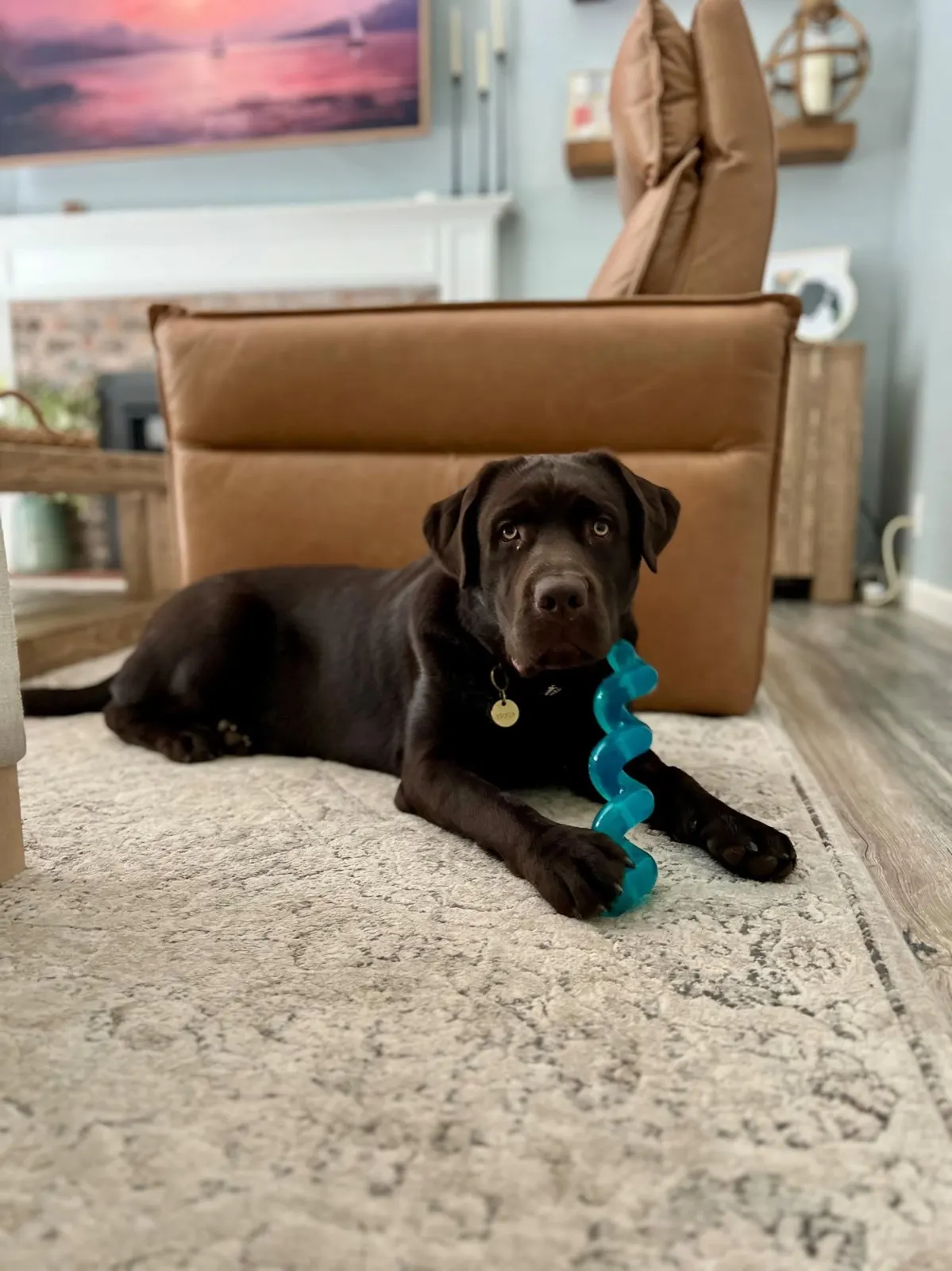 Riggs, a Happiest Labrador at home with their family
