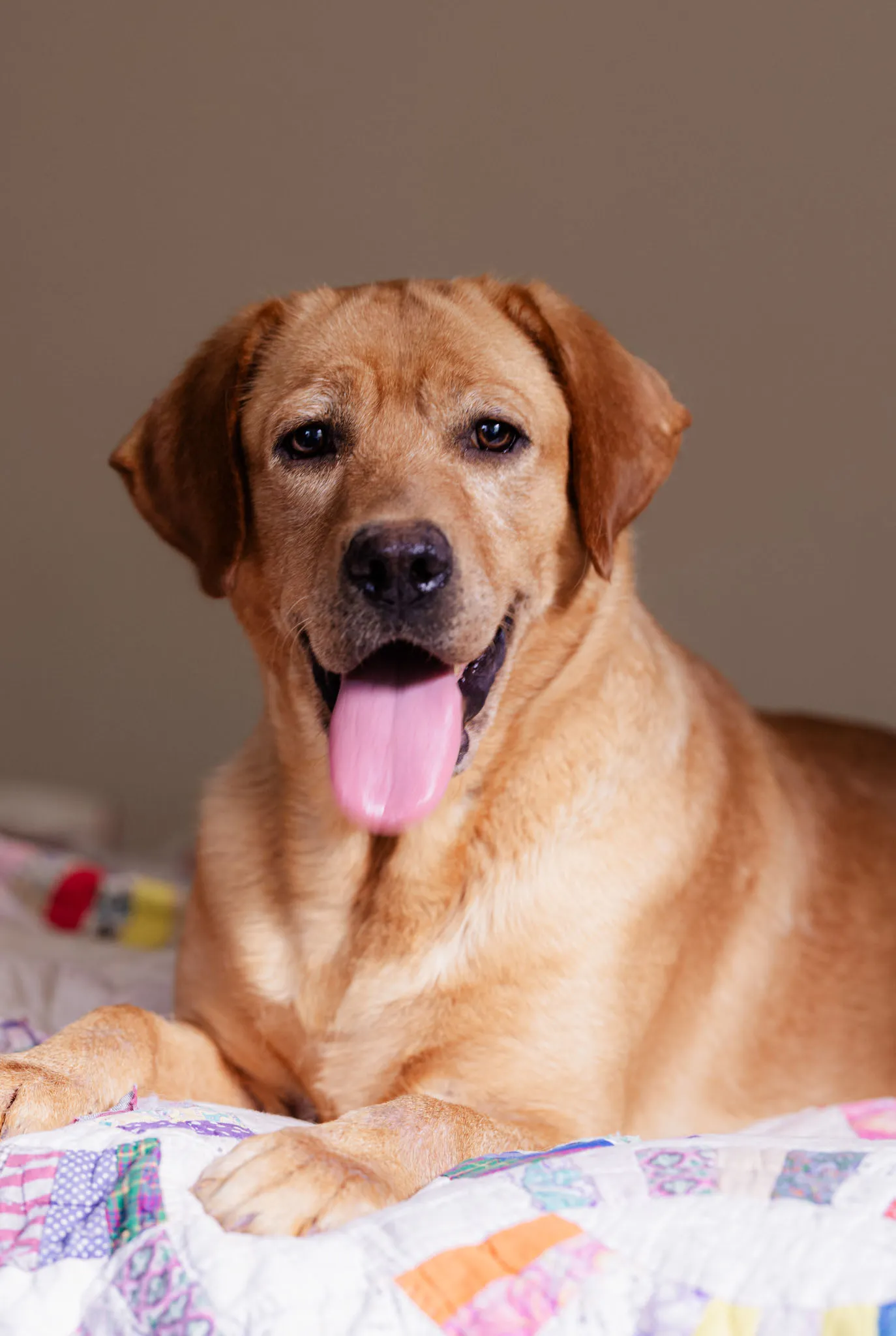 Roxy, Fox Red · Classic English Type