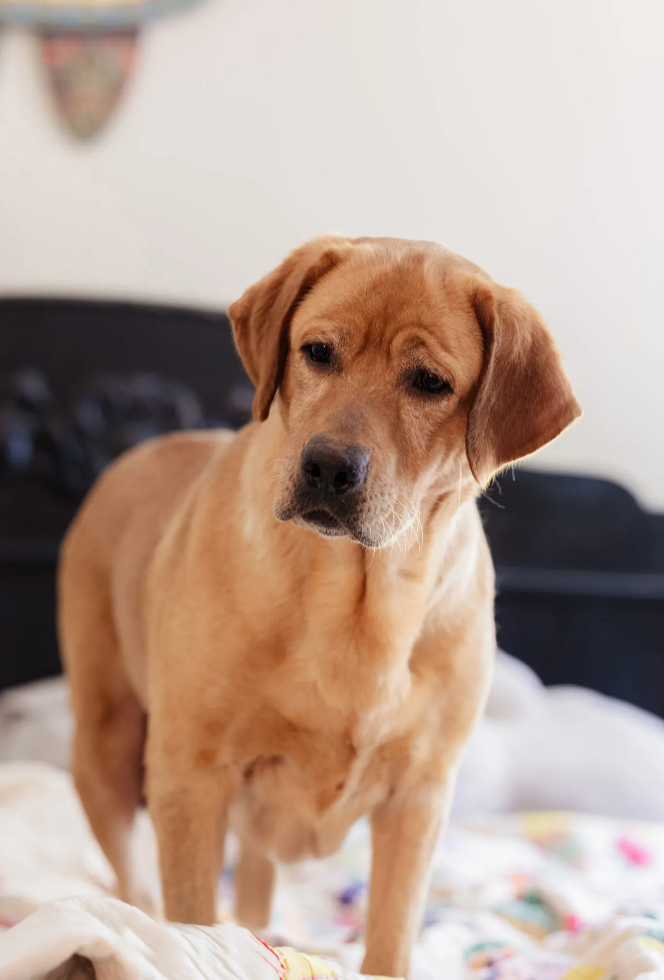 Roxy — photo 2