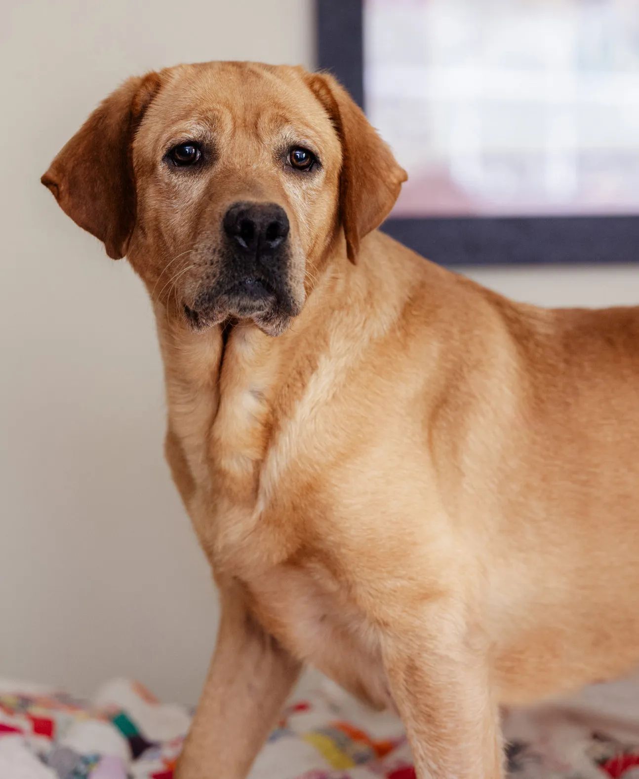 Roxy — photo 11