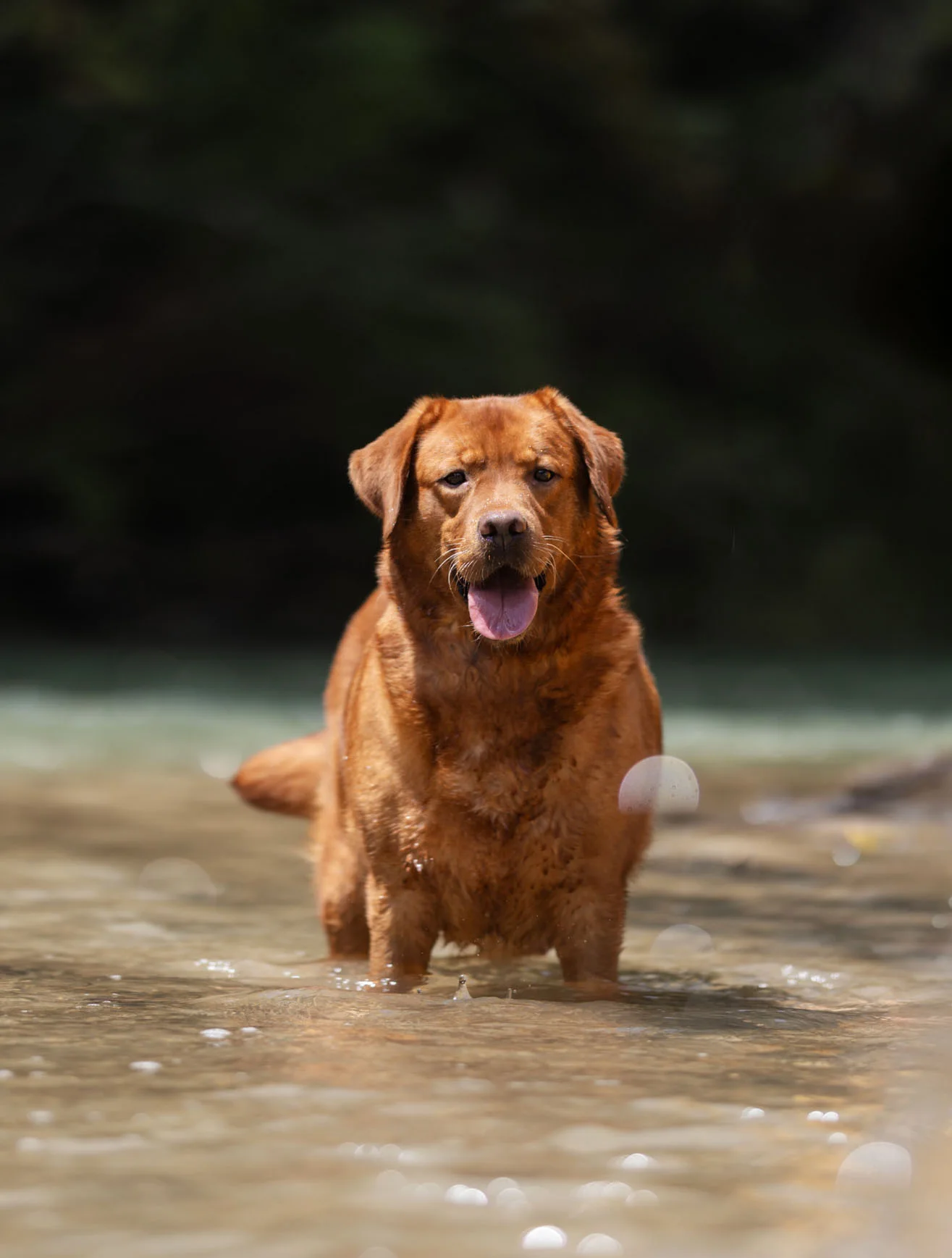 Ruff, Fox Red · Import from Ukraine
