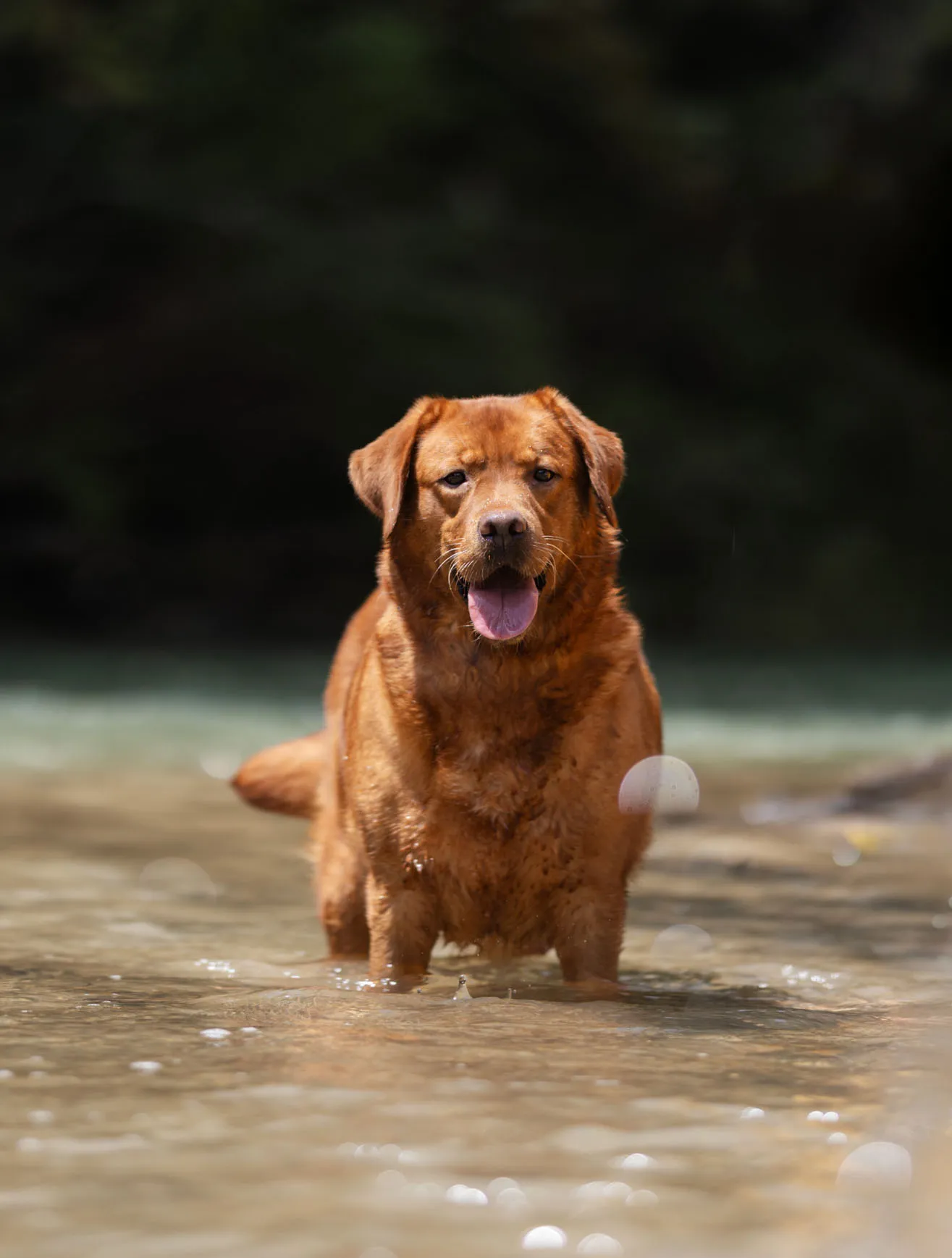 Ruff, Fox Red · Import from Ukraine