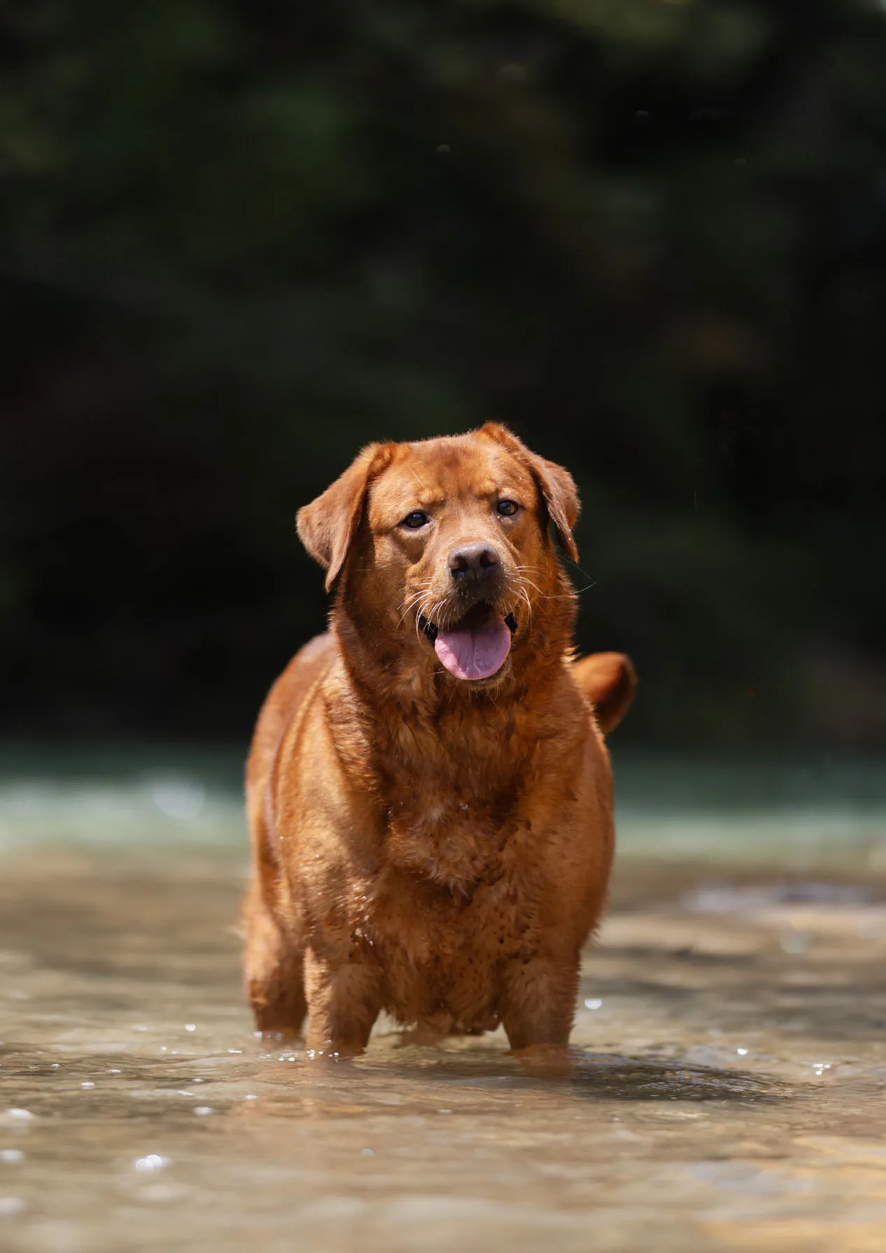 Ruff — photo 2