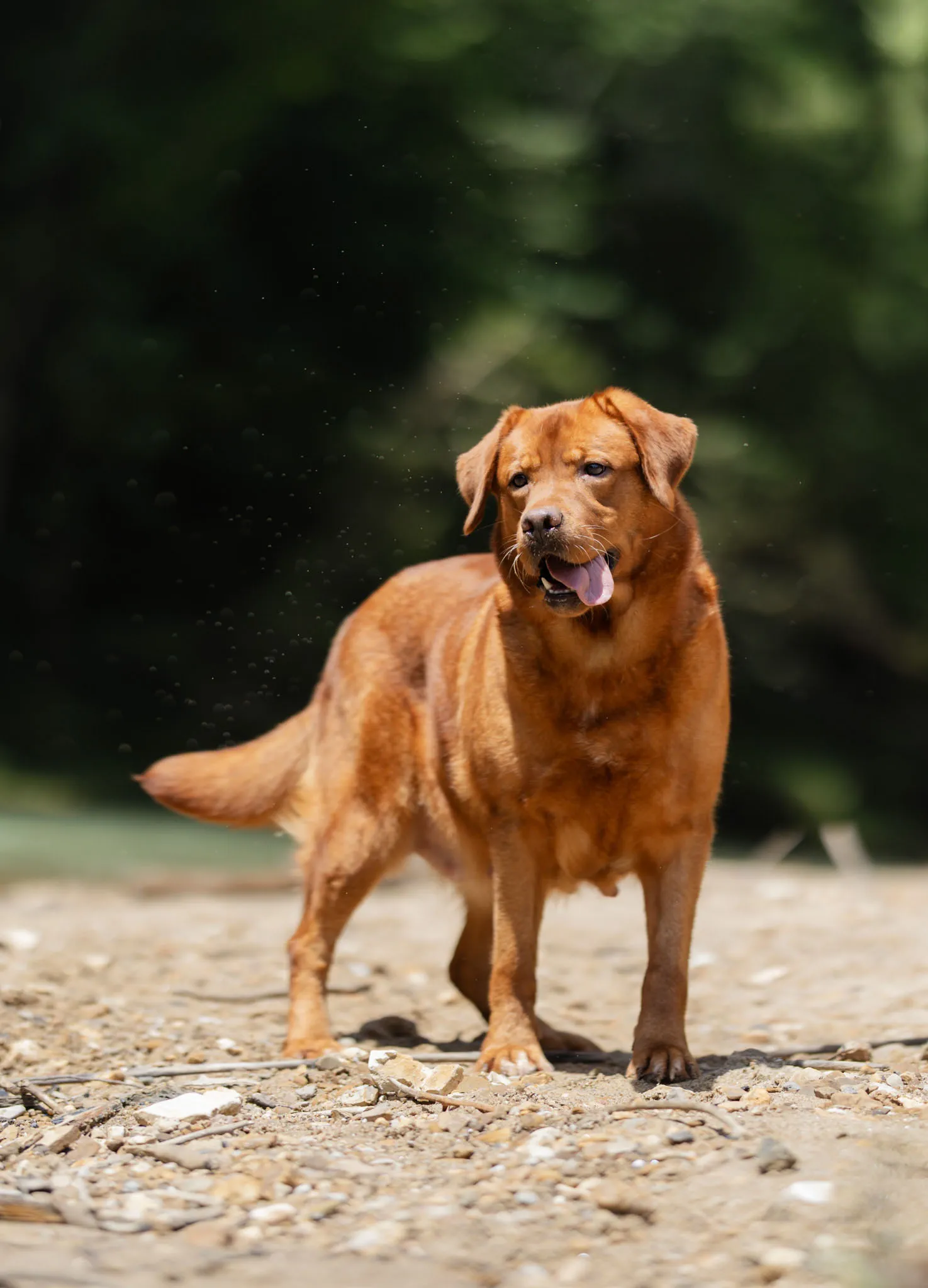 Ruff — photo 4