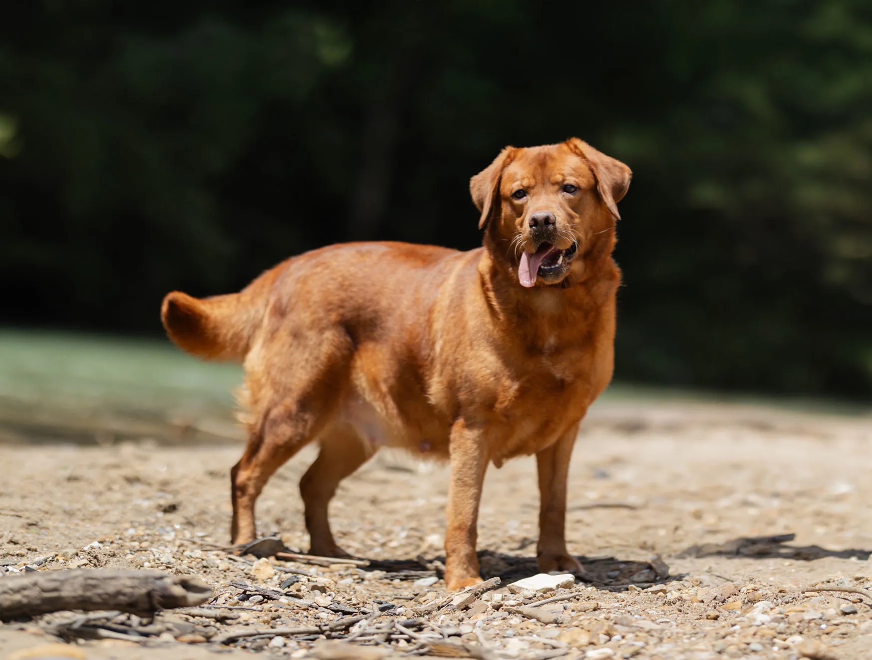 Ruff — photo 5