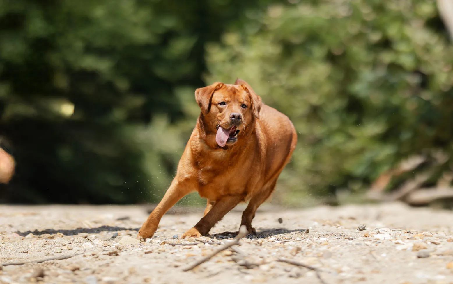 Ruff — photo 6