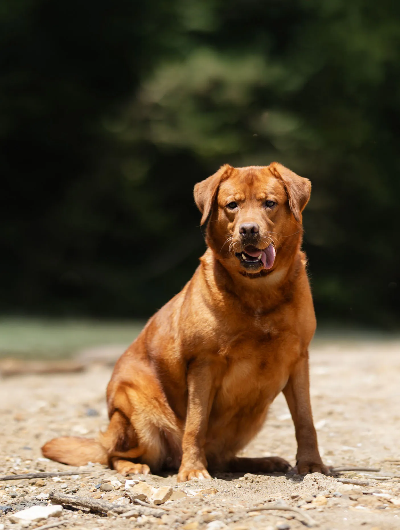 Ruff — photo 7