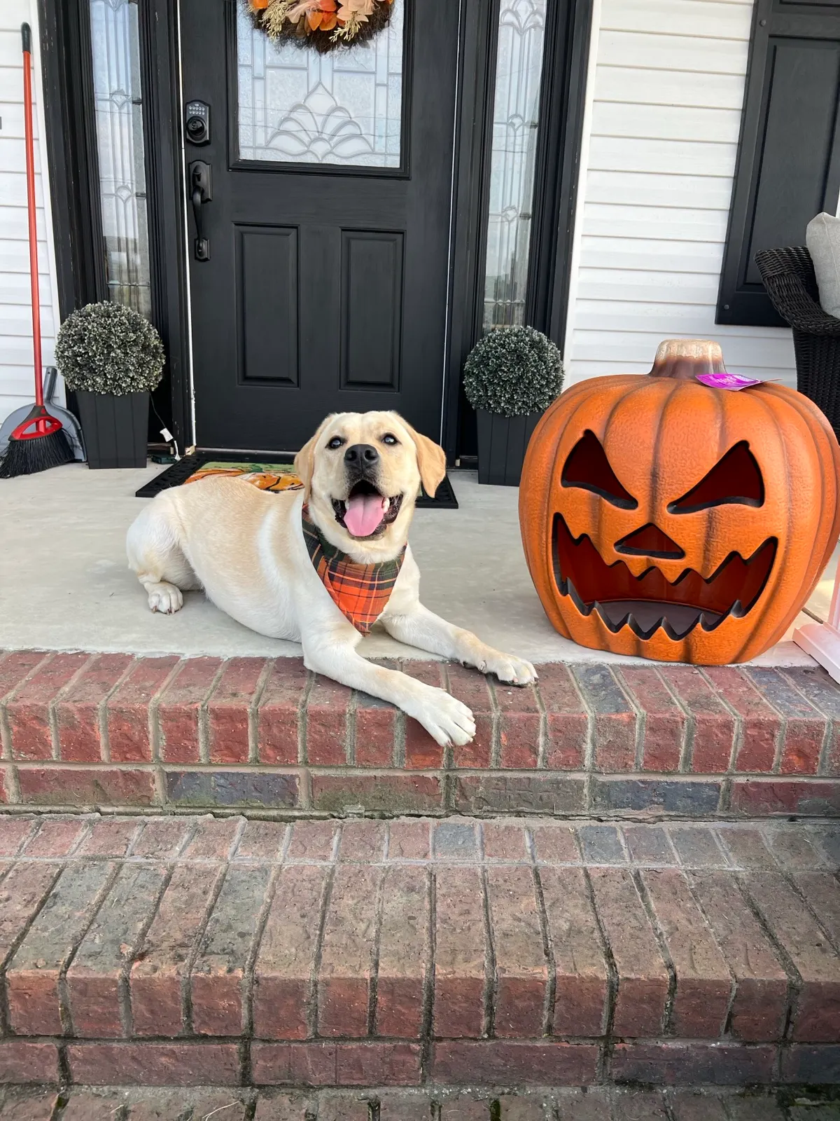 Sammi, a Happiest Labrador at home with their family