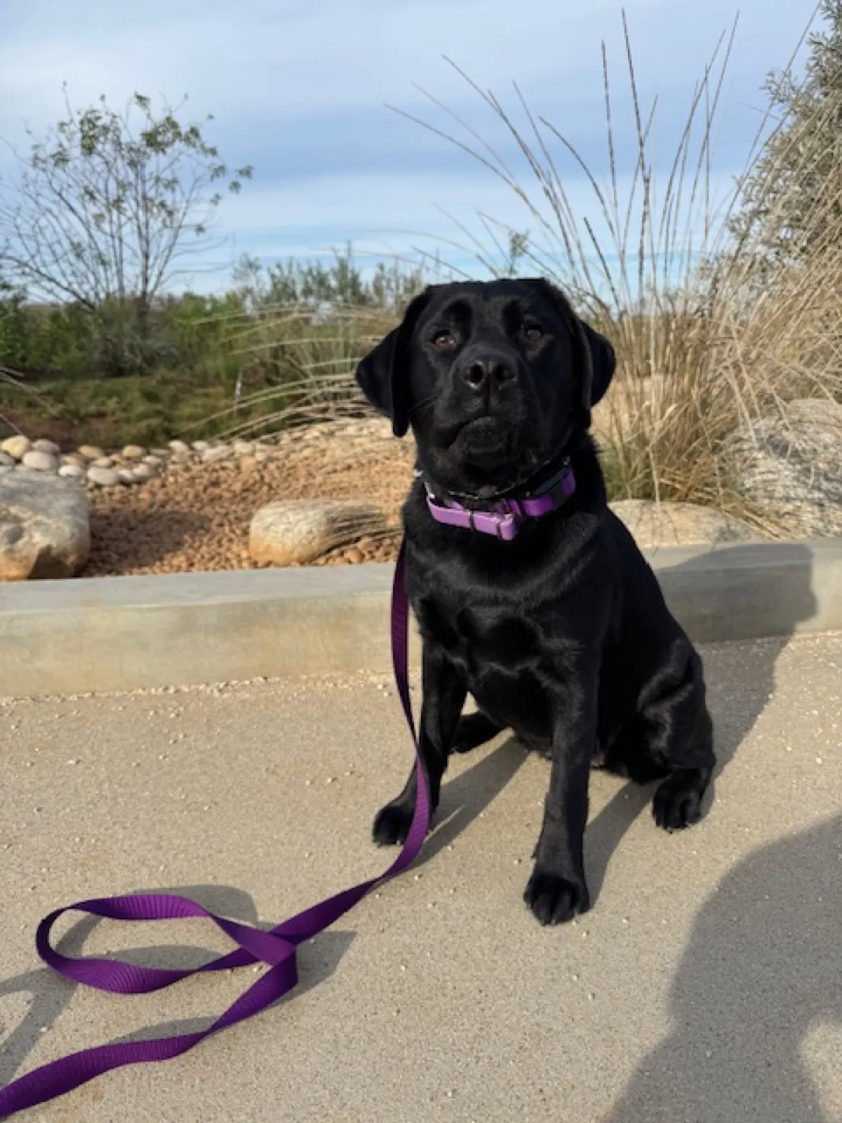 Scout, a Happiest Labrador at home with their family