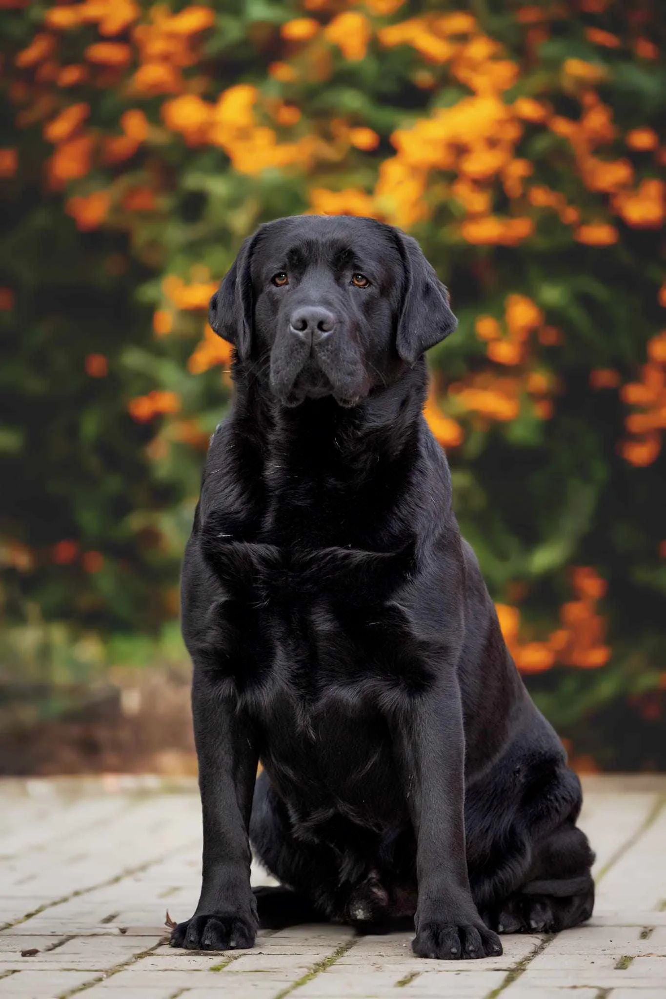 Shake, Black · Champion of Poland & Serbia