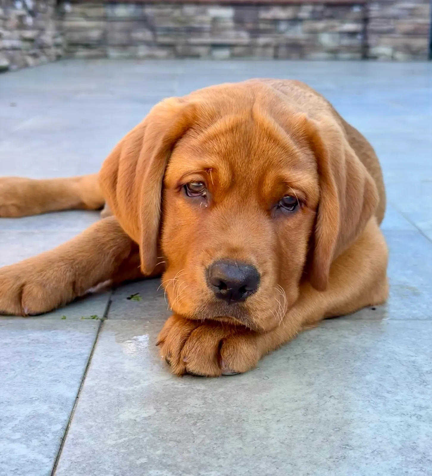 Sonny, a Happiest Labrador at home with their family