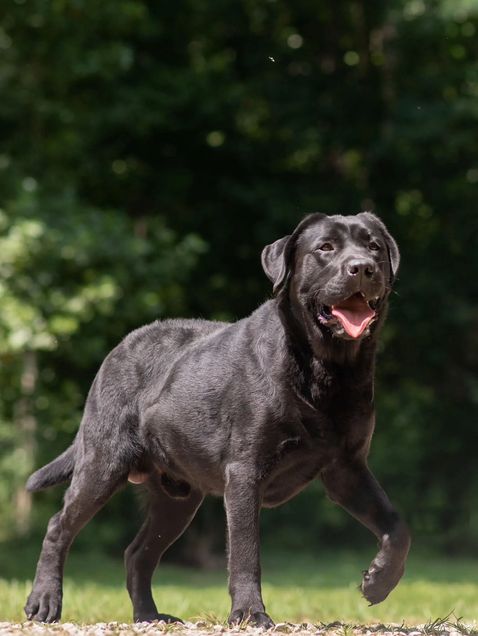 Thompson, Black & Chocolate · Son of Tom