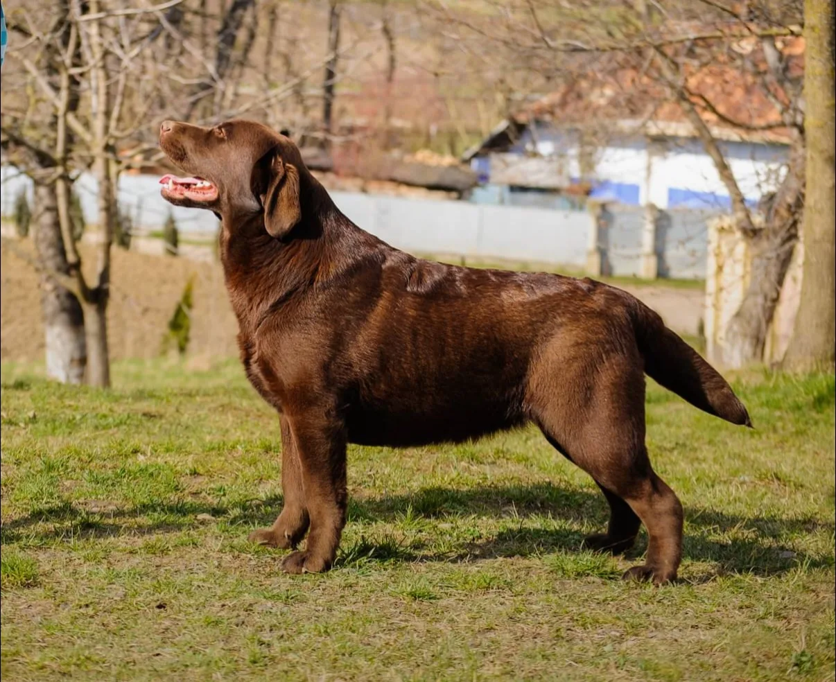 Thyme, chocolate English Labrador mama imported from Ukraine