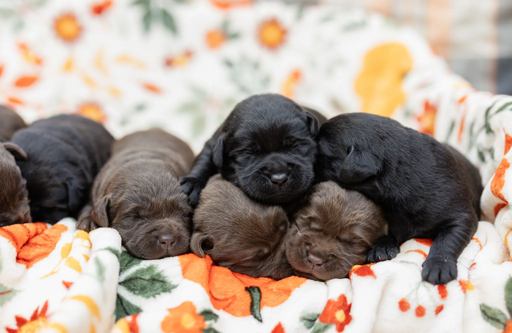 Thyme & Thompson Pups litter — English Labrador puppy photo 1