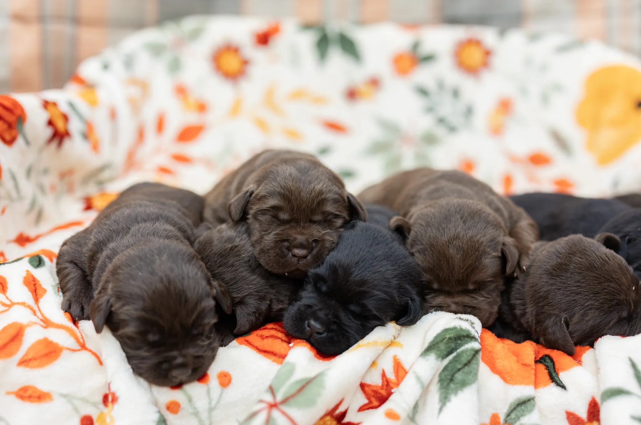 Thyme & Thompson Pups litter — English Labrador puppy photo 2