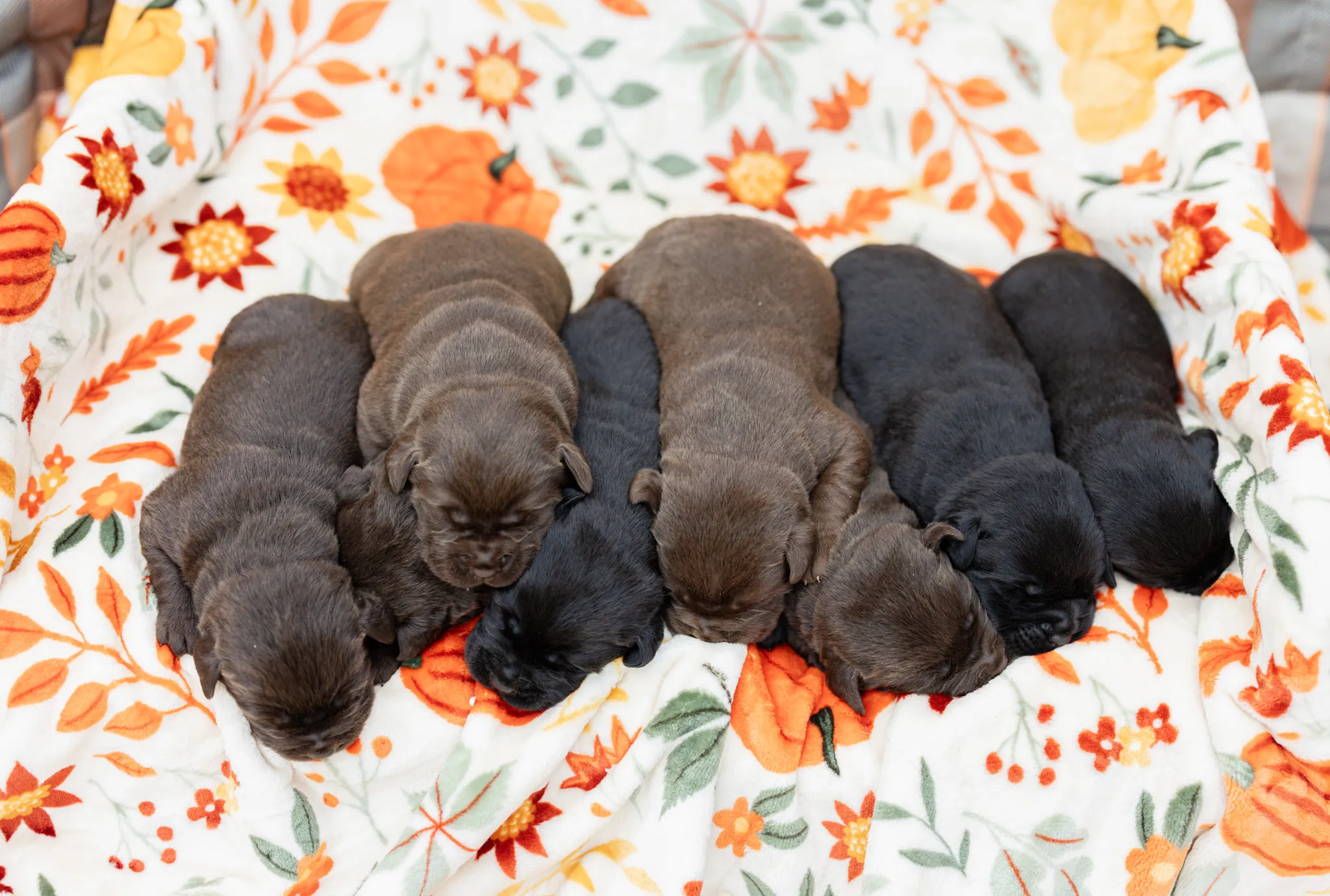 Thyme & Thompson Pups litter — English Labrador puppy photo 3