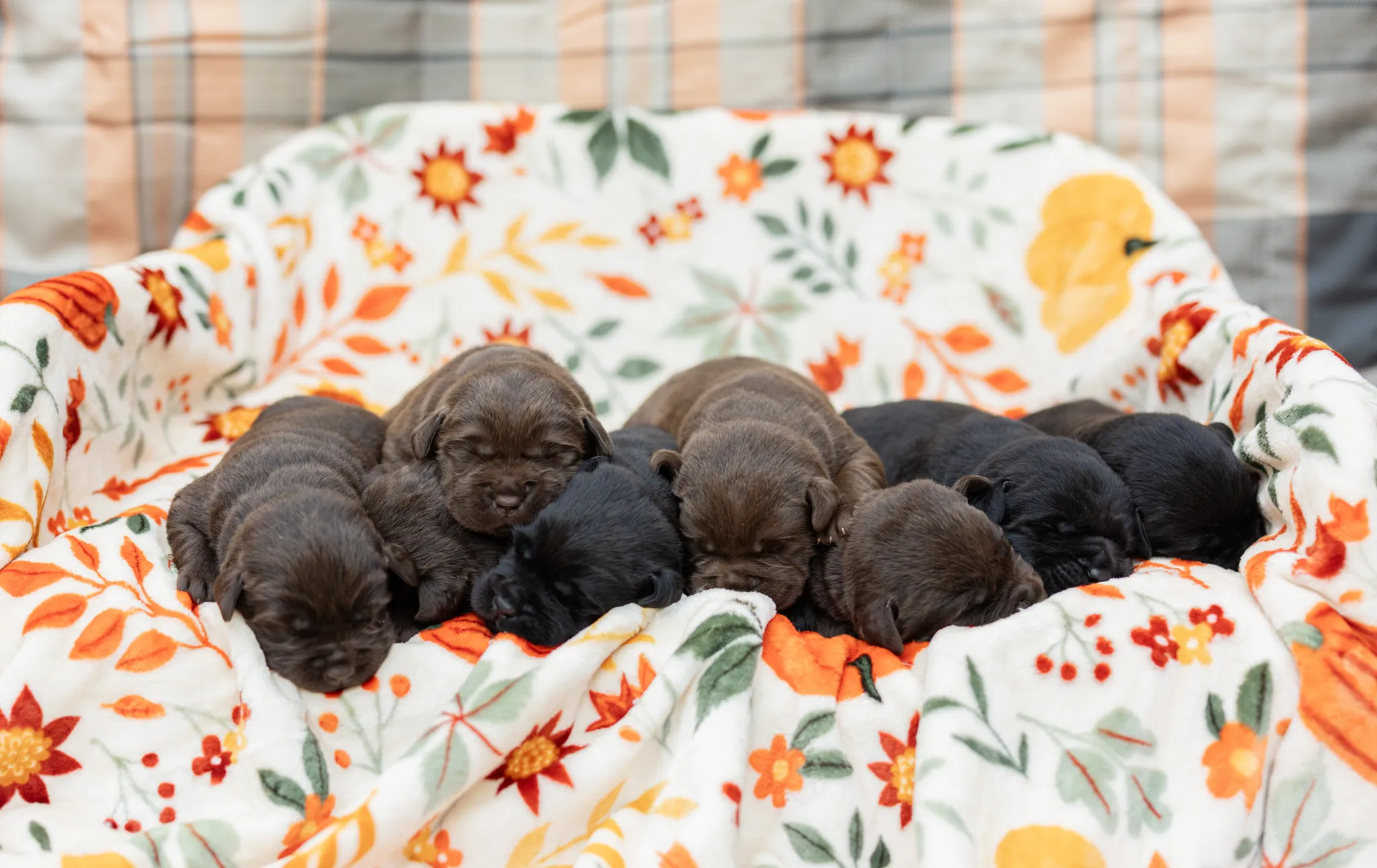 Thyme & Thompson Pups litter — English Labrador puppy photo 4