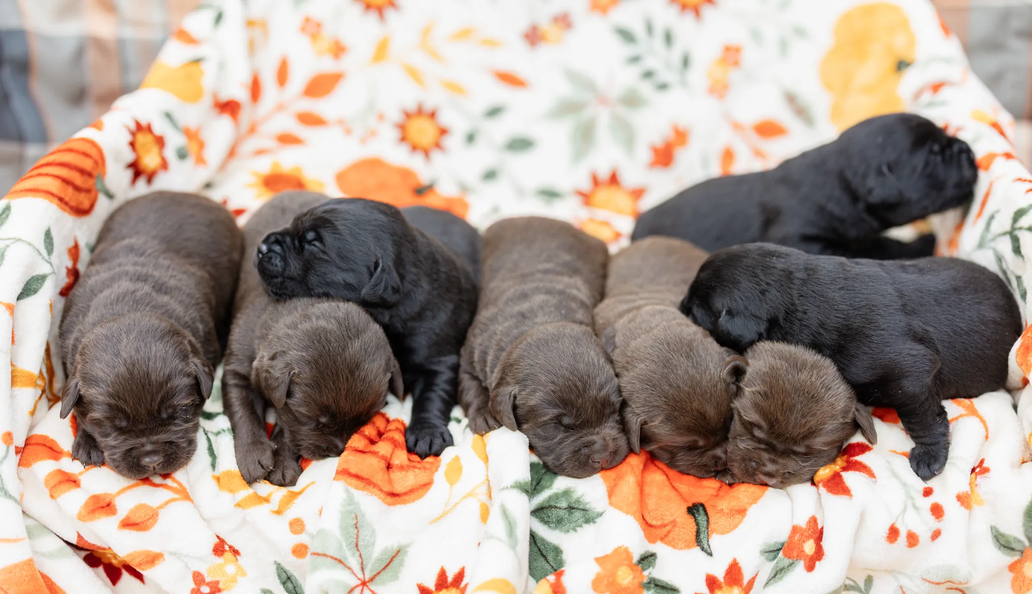 Thyme & Thompson Pups litter — English Labrador puppy photo 5