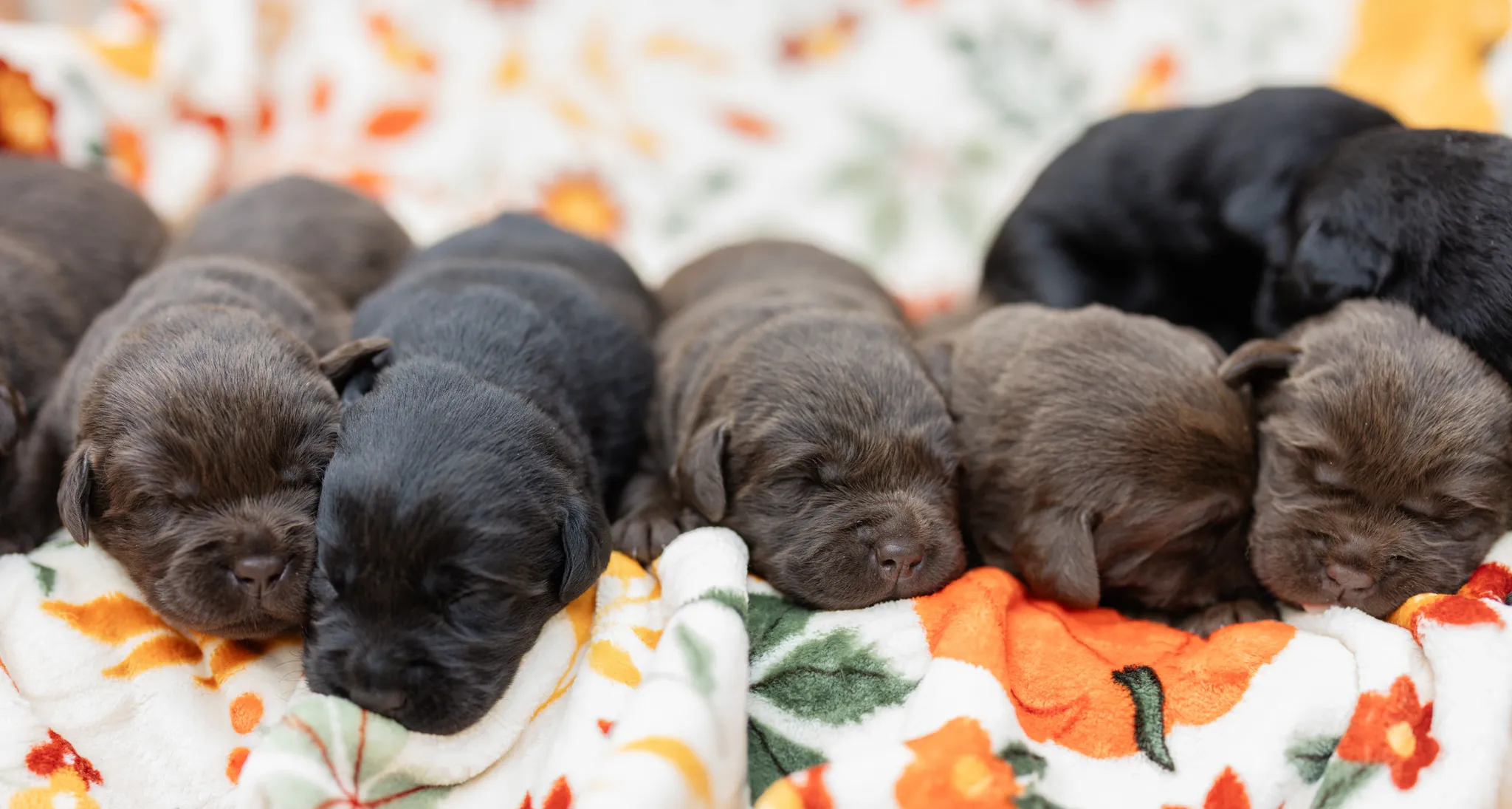 Thyme & Thompson Pups litter — English Labrador puppy photo 6