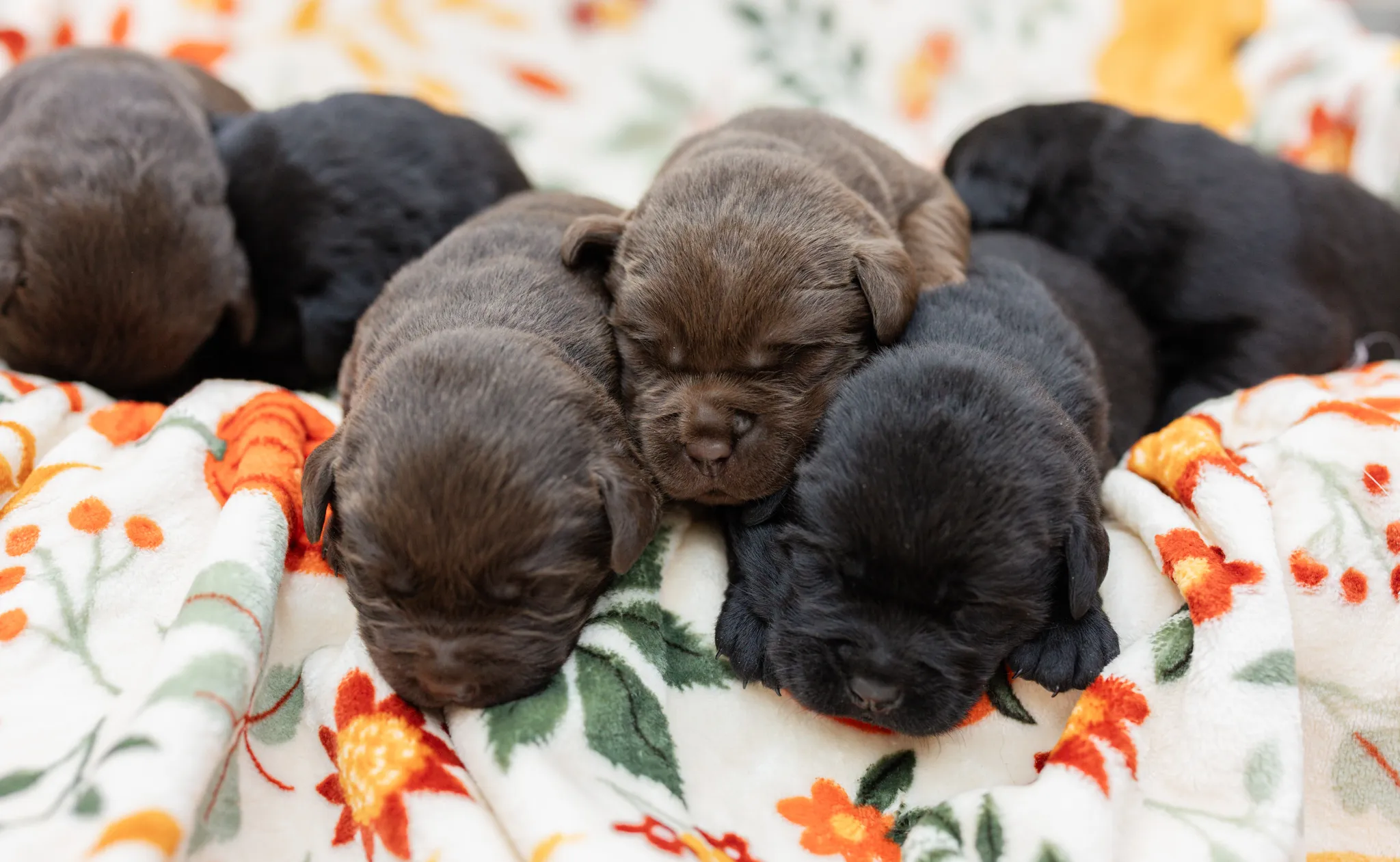 Thyme & Thompson Pups litter — English Labrador puppy photo 7
