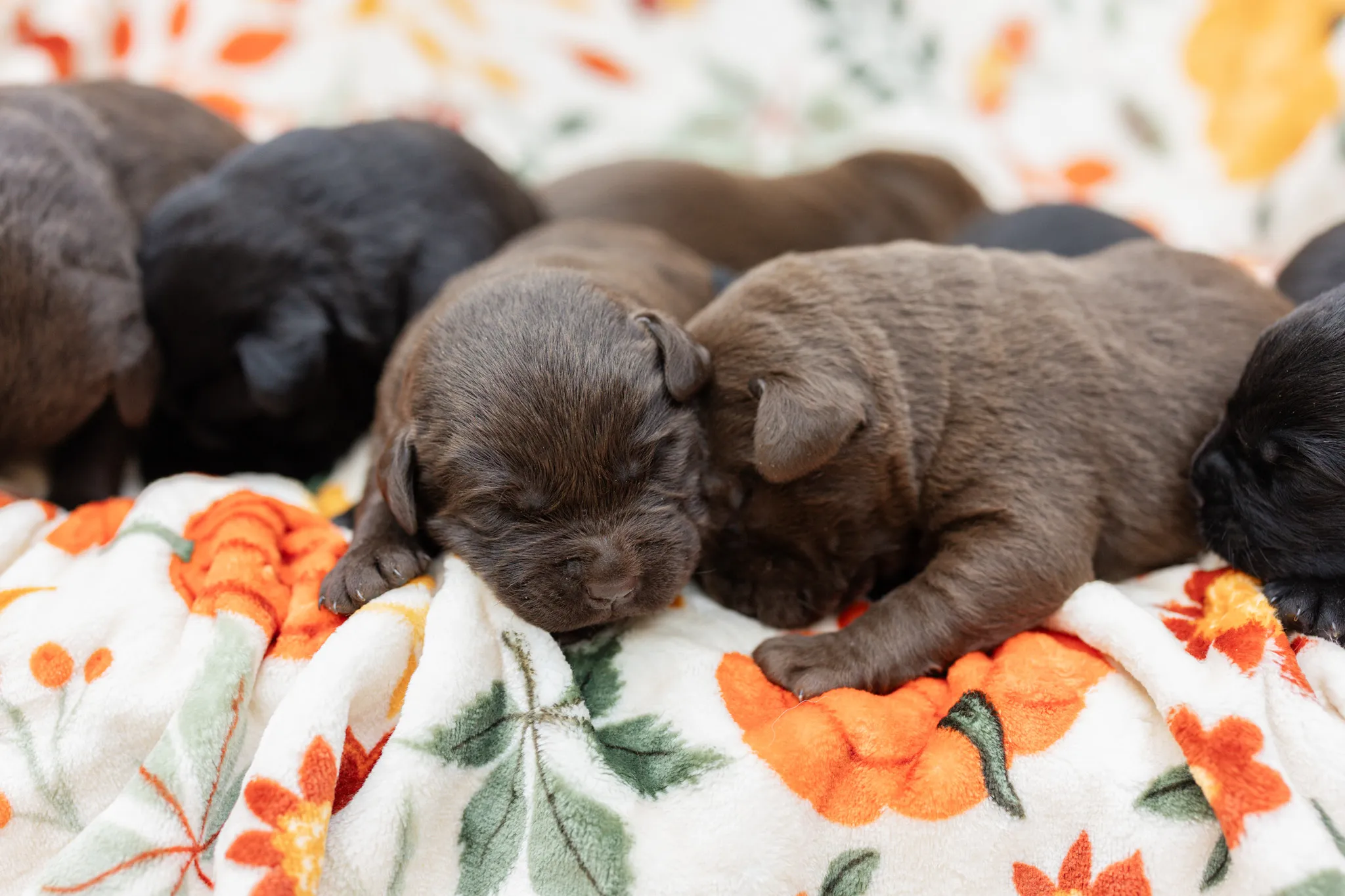 Thyme & Thompson Pups litter — English Labrador puppy photo 8