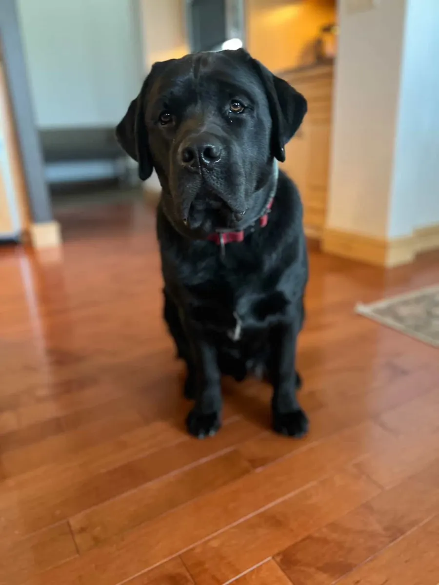 Tucker, a Happiest Labrador at home with their family