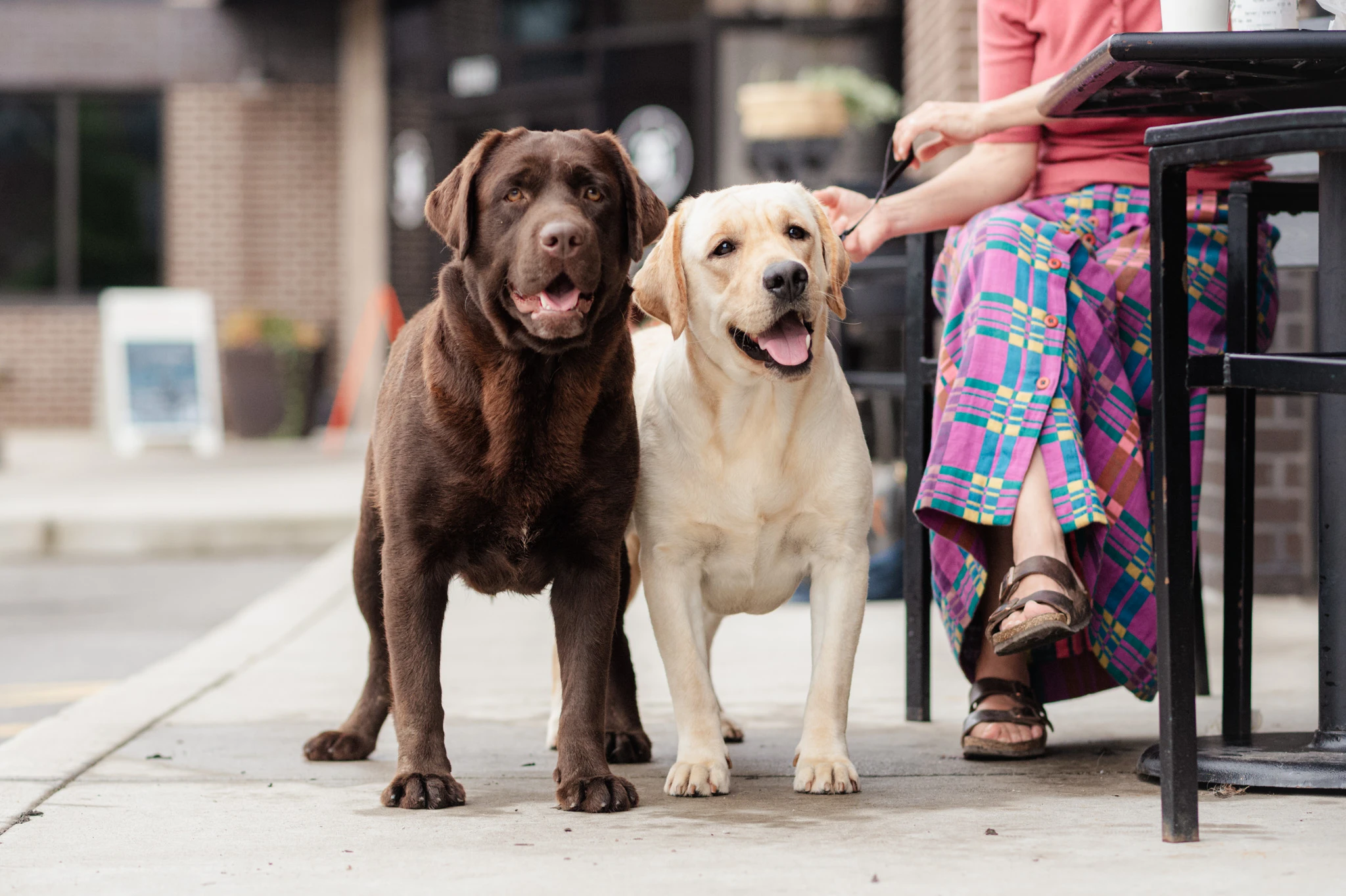 A chocolate and a yellow English Labrador standing beside their owner at a sidewalk cafe