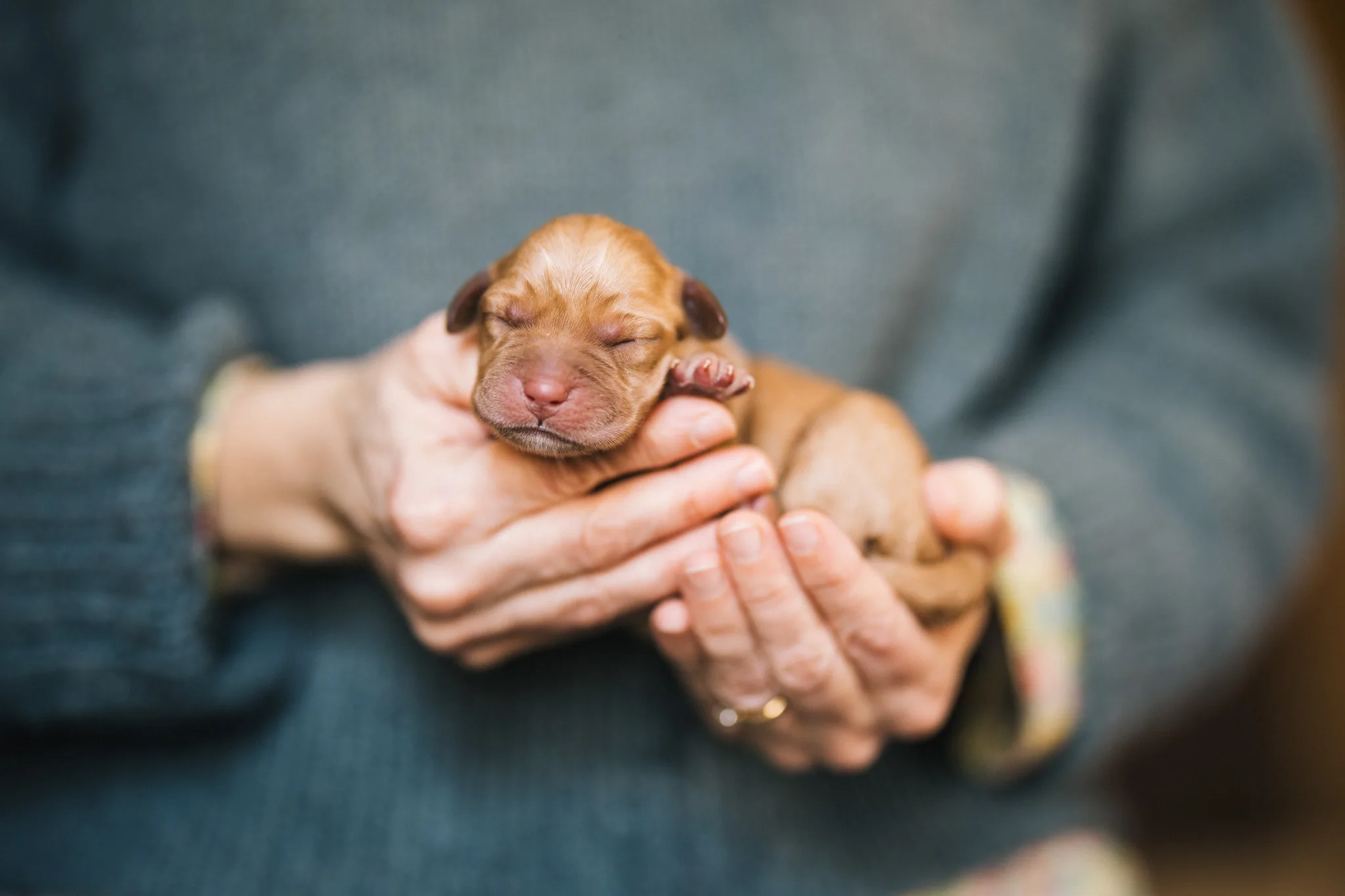 A newborn fox red Labrador puppy sleeping in gently cupped hands