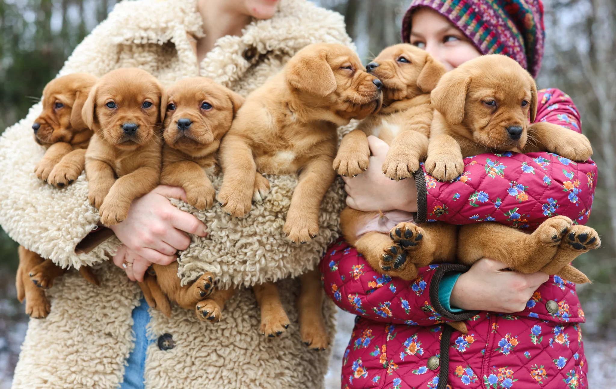 Two family members with an armful of fox red Labrador puppies in the snow