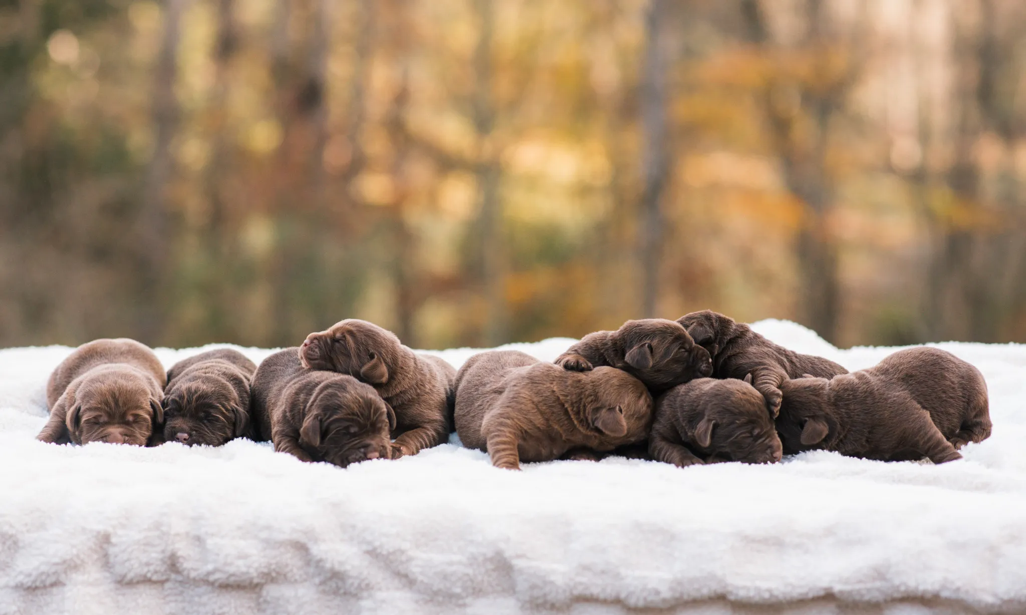 Labrador puppies sitting together on a bench among autumn leaves