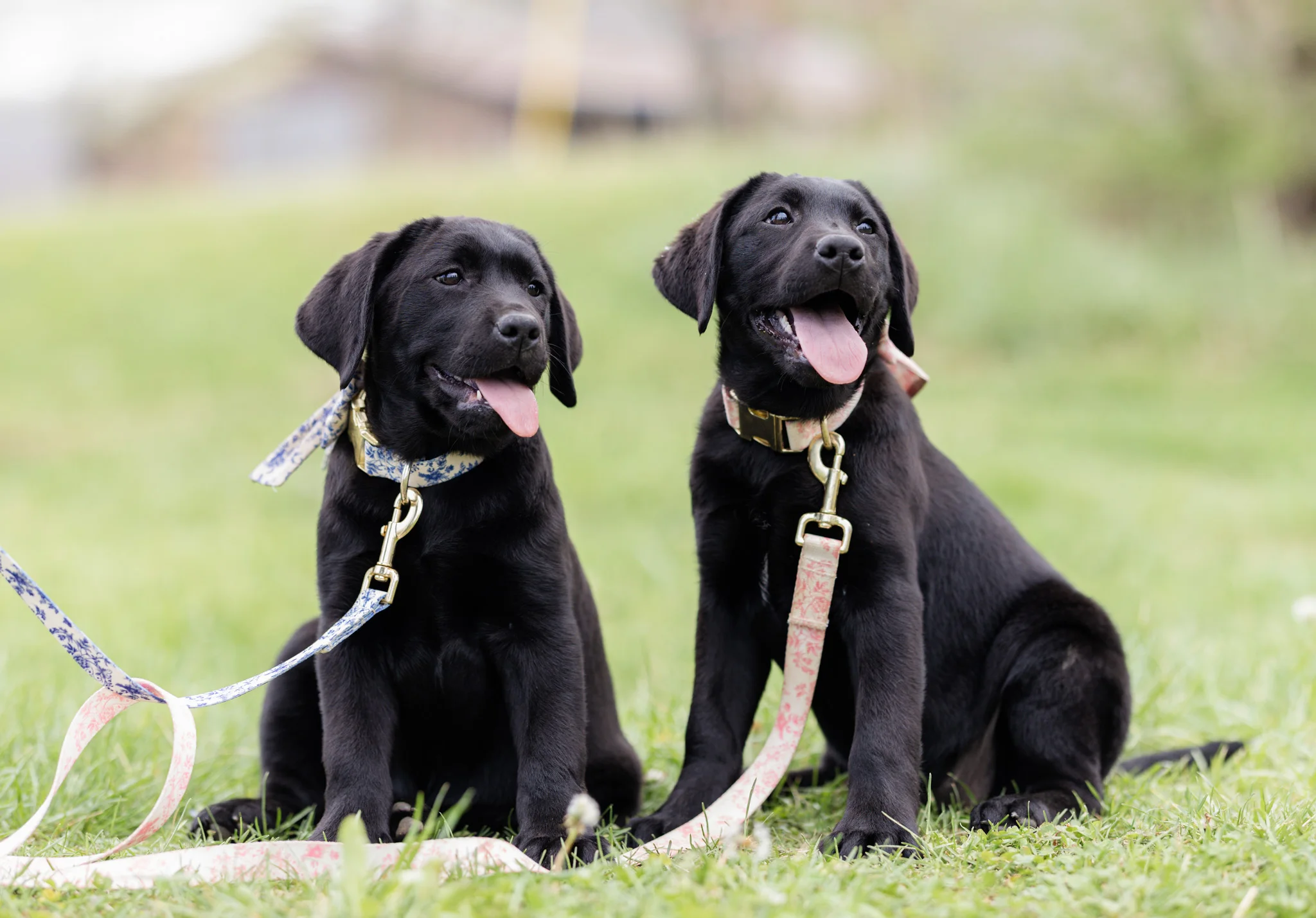 Two black English Labrador puppies sitting politely side by side on their leashes