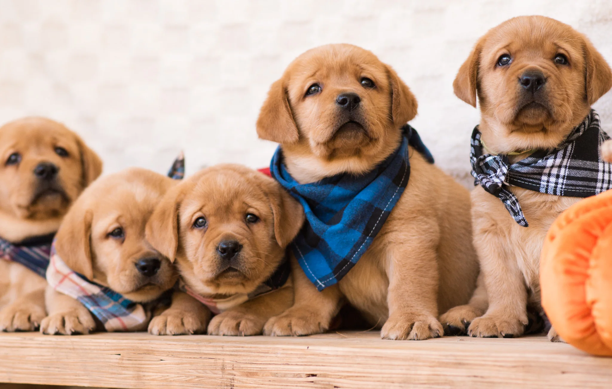A row of fox red English Labrador puppies in bandanas on a wooden bench