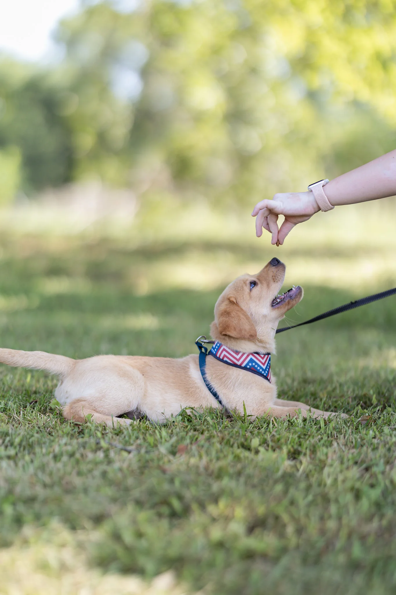 A yellow Labrador puppy lying in the grass looking up for a treat during a training session
