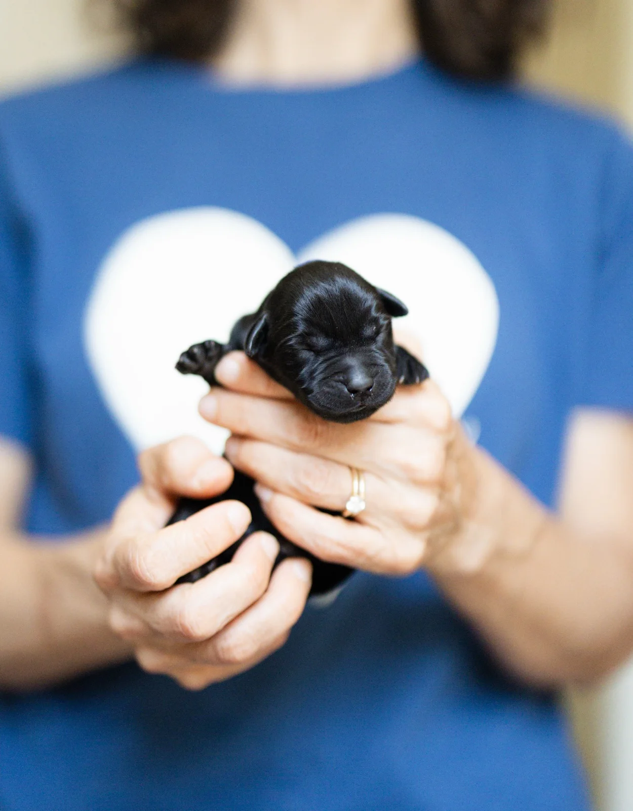 A newborn black Labrador puppy cradled in gently cupped hands
