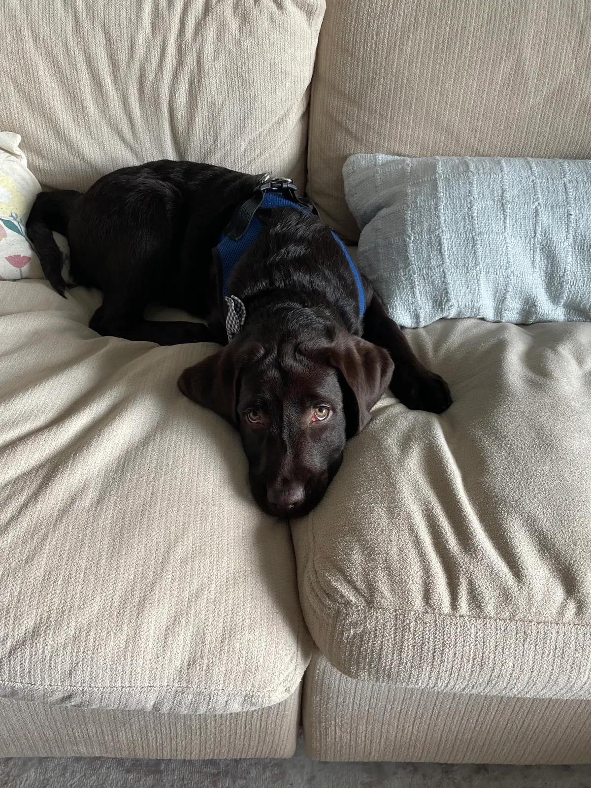 Winston, a Happiest Labrador at home with their family