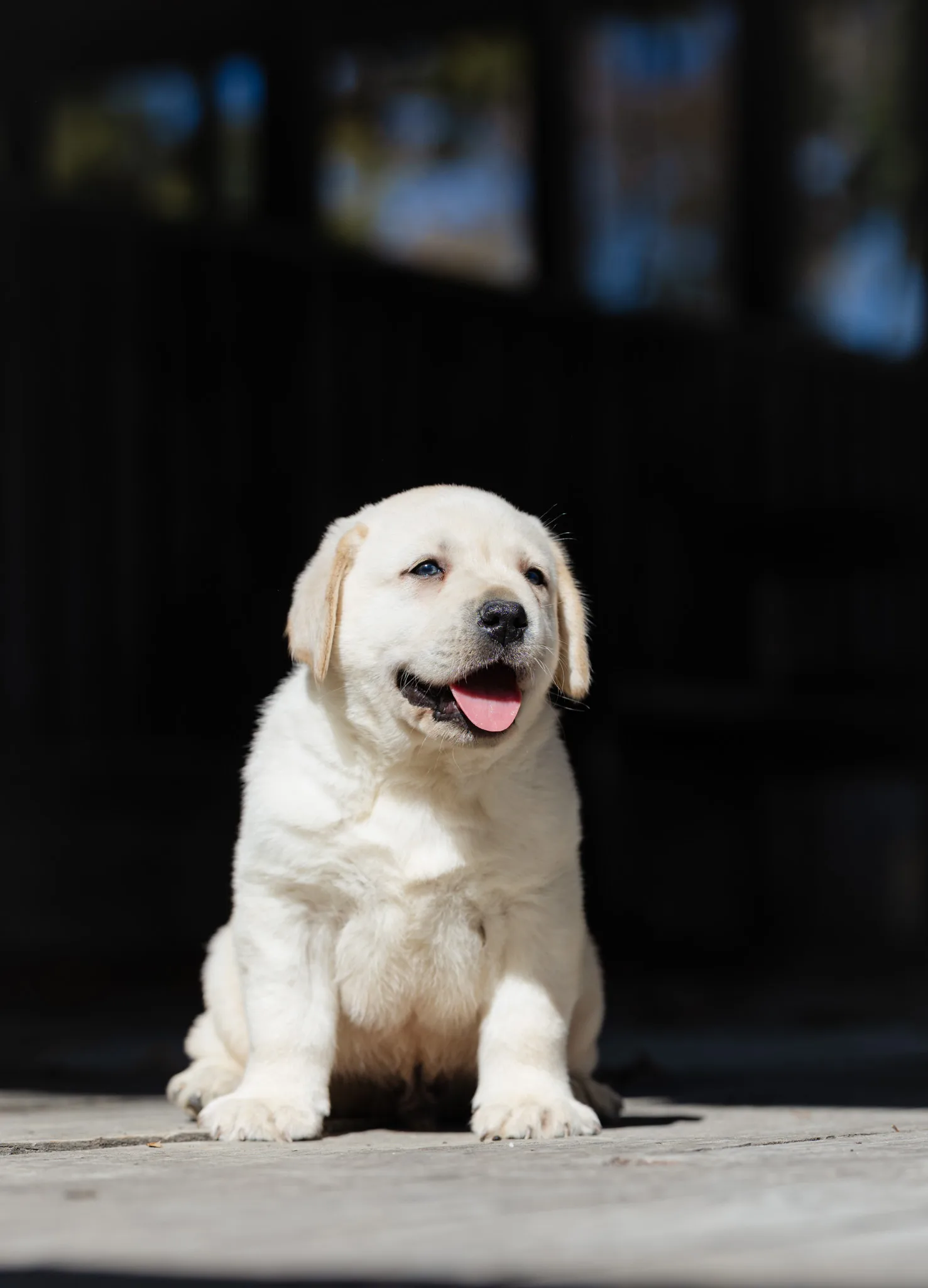 A yellow English Labrador puppy sitting in the sunshine
